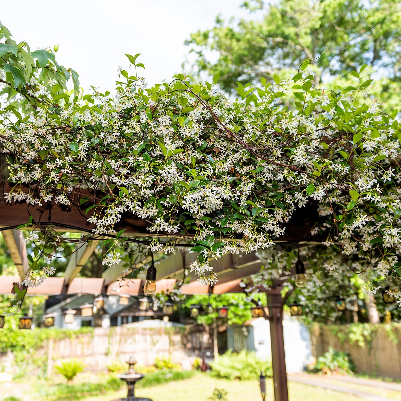 Perfect Plants LOCONFEDJASMINE1G vines - View #7