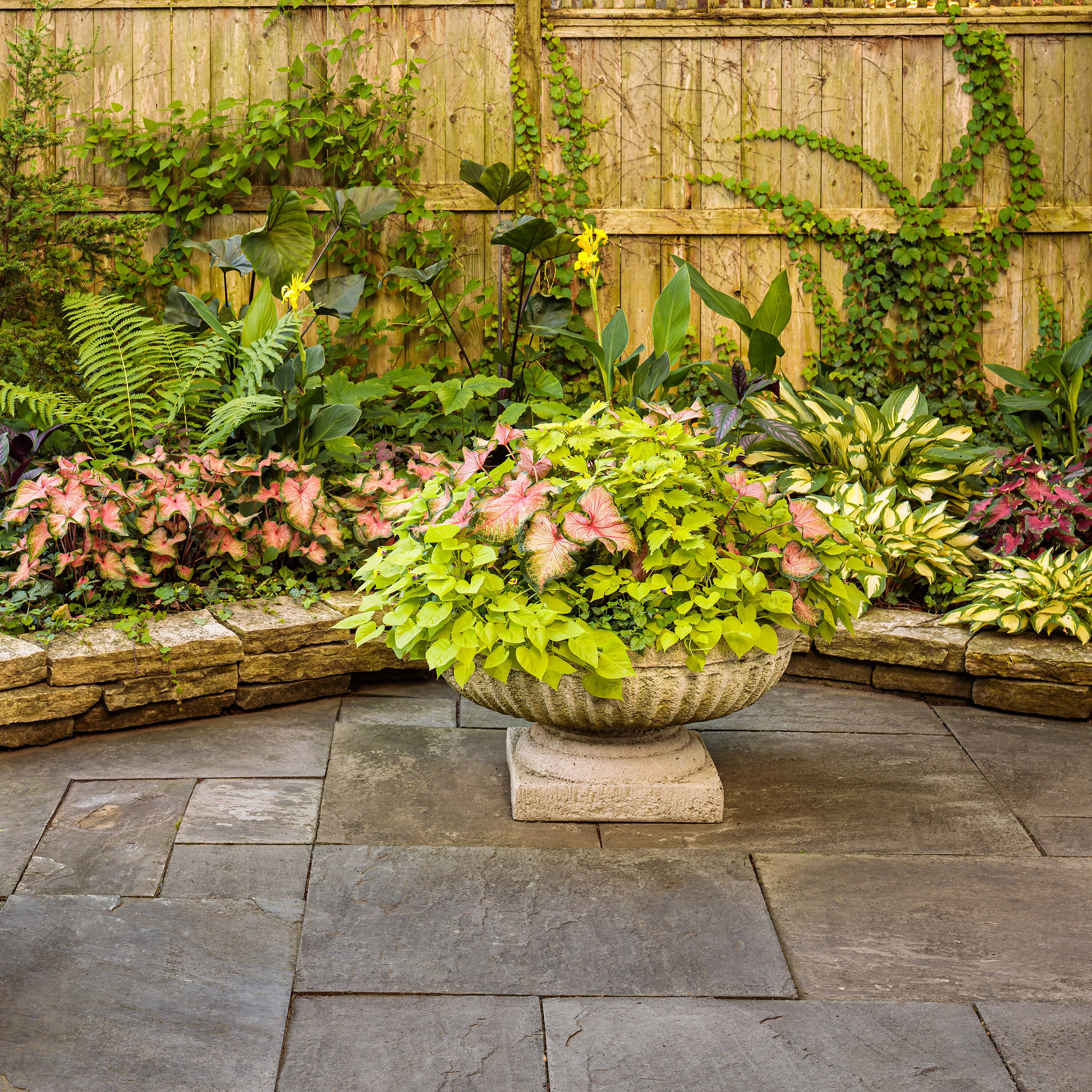 Proven Winners COLPRW1367504 annuals - View #4
