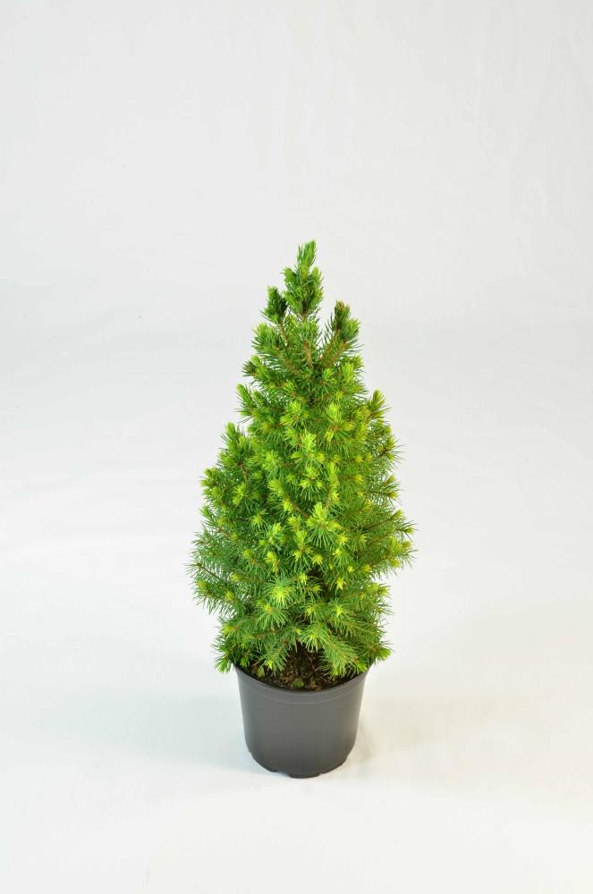 National Plant Network 2 5 Ft Spruce Real Christmas Tree At