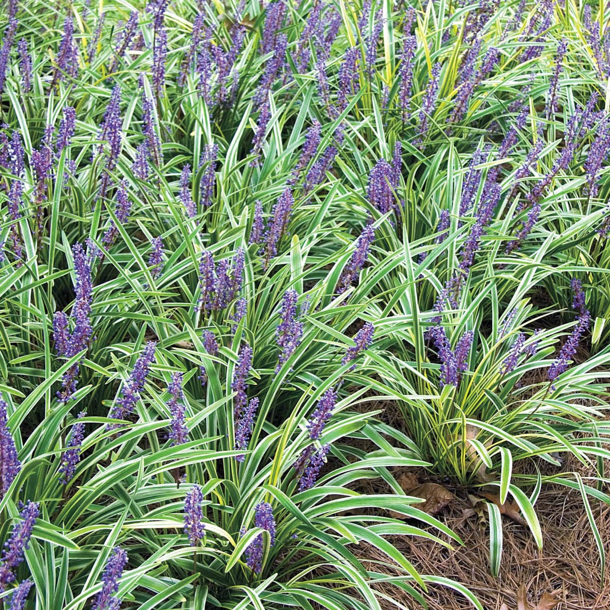Spring Hill Nurseries 63486 Ground-Cover - View #2