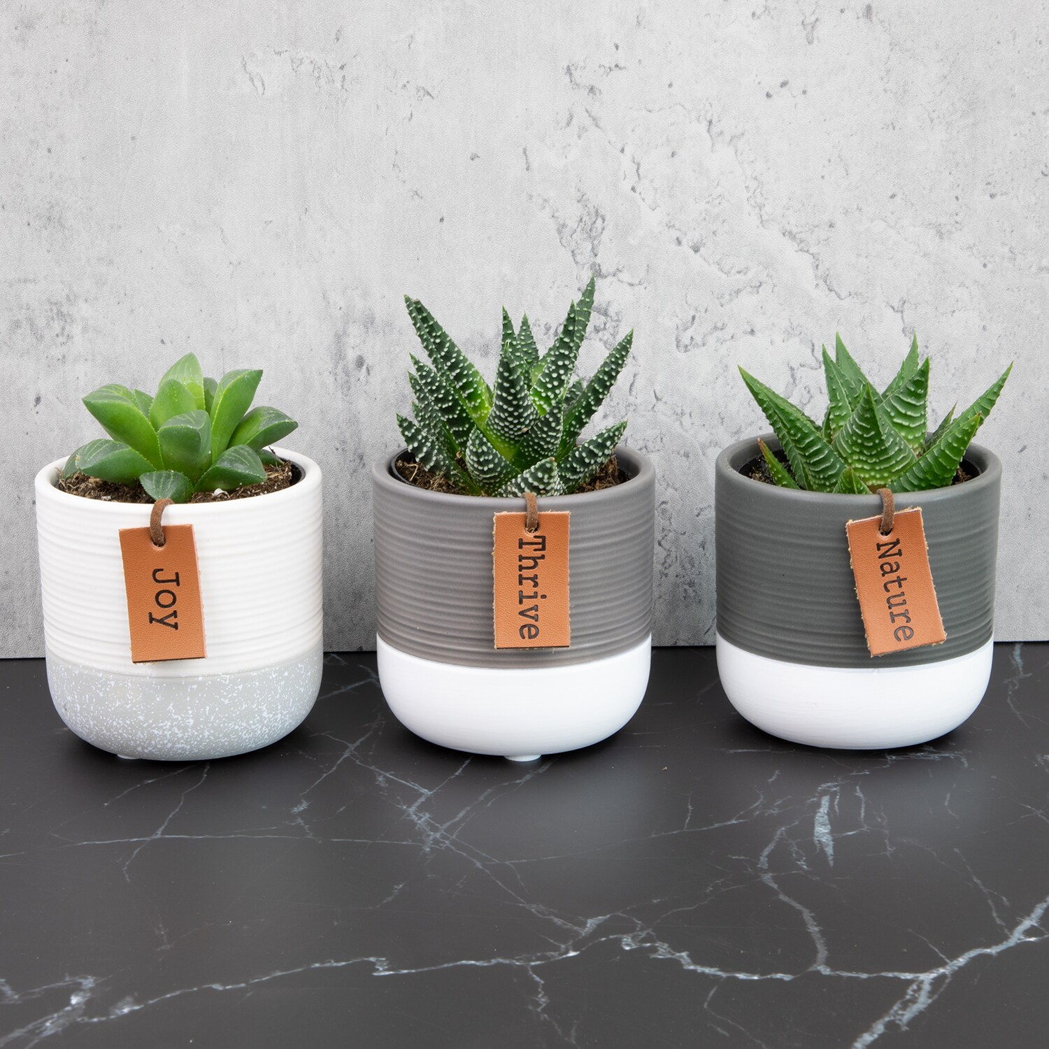 Altman Plants 0881402 Cacti-Succulents - View #5