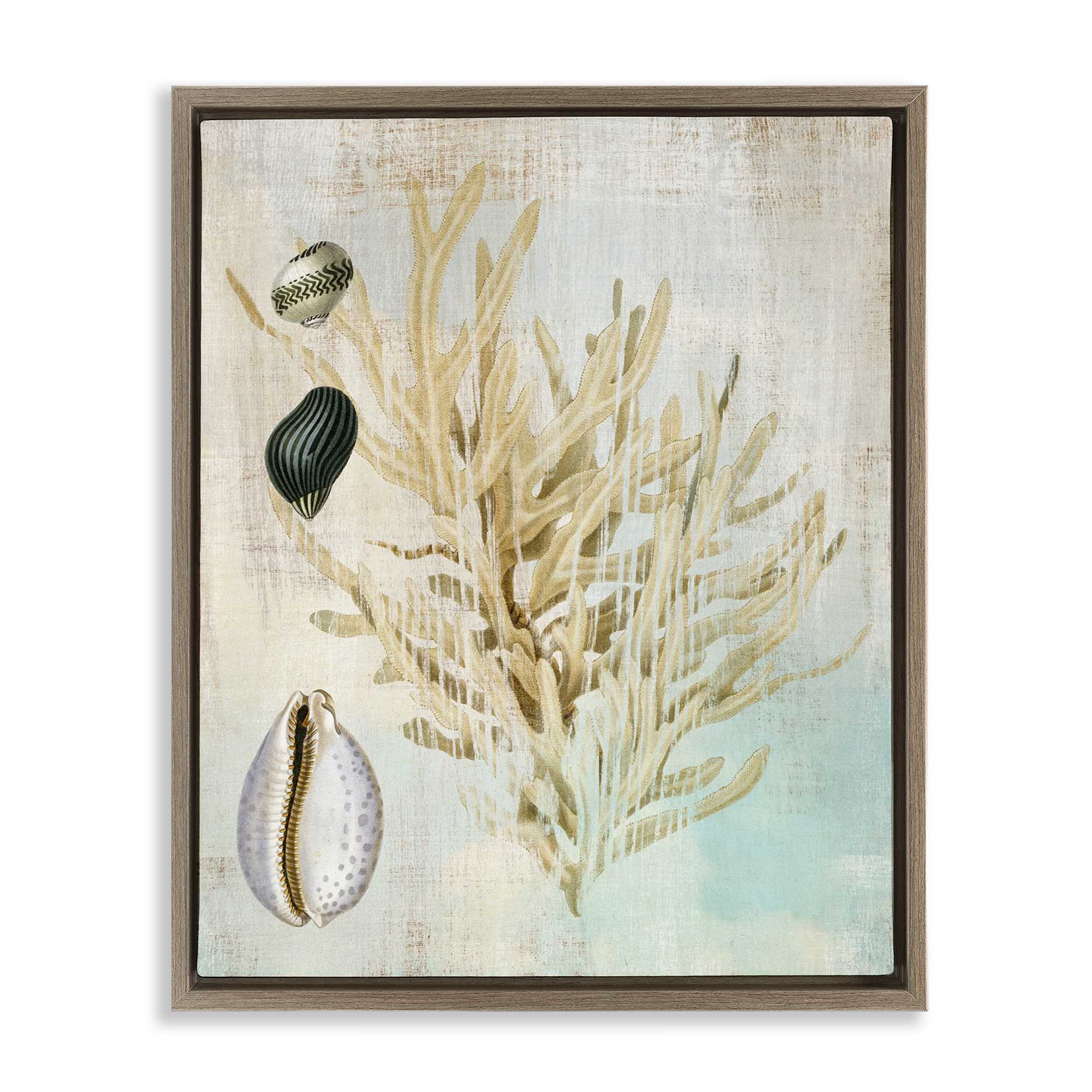Stupell Industries BT-993-FFE-16X20 Coral Branch and  Cowrie Shells Floating Frame design by Susan Arnot