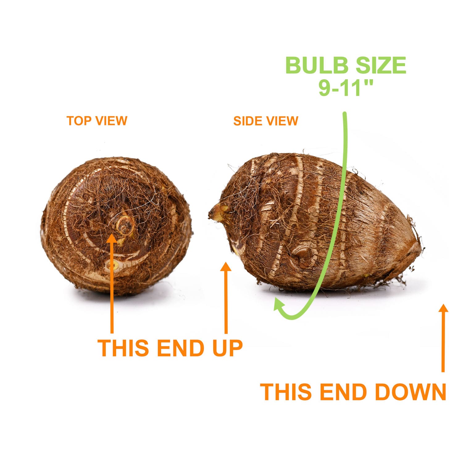 Garden State Bulb ECS-229-01-01 Plant-Bulbs - View #4