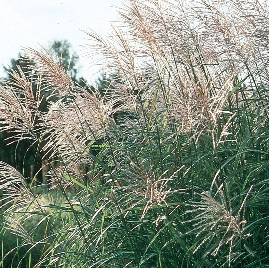 Gardens Alive! Pink Pampas Grass Live Perennial Plant - Fast Growing  Upright Ornamental Grass - Full Sun - 3-in Pot (1-Pack)