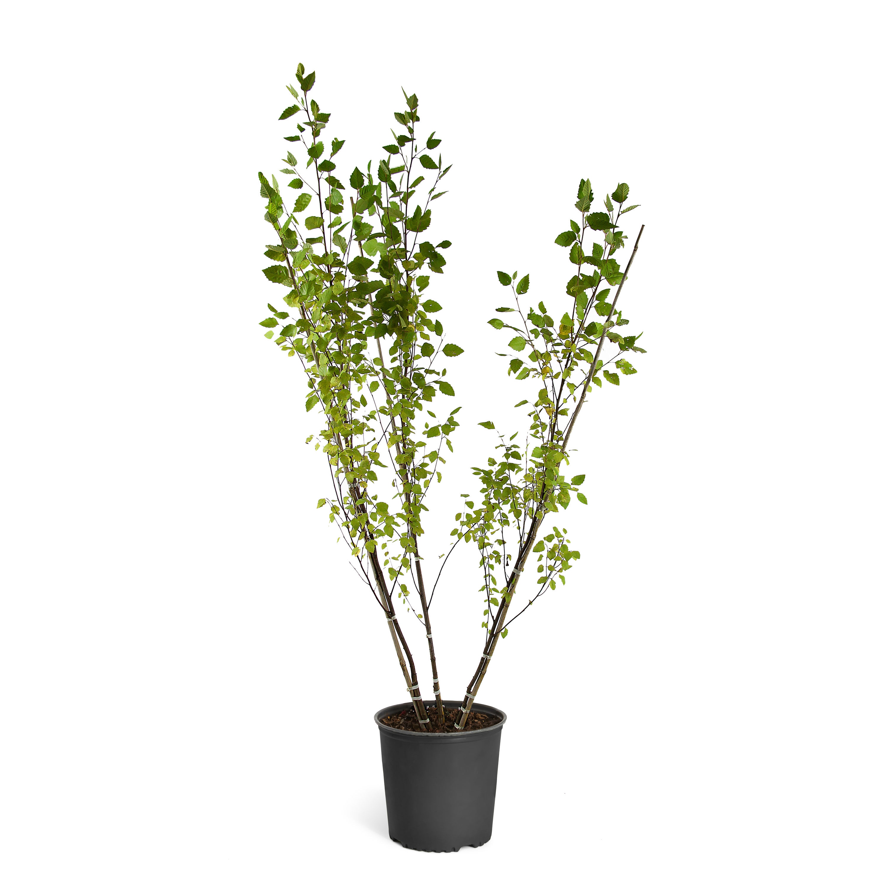 Brighter Blooms BIR-HER-56-3 1 Count Feature Heritage River Birch In pot (with soil)