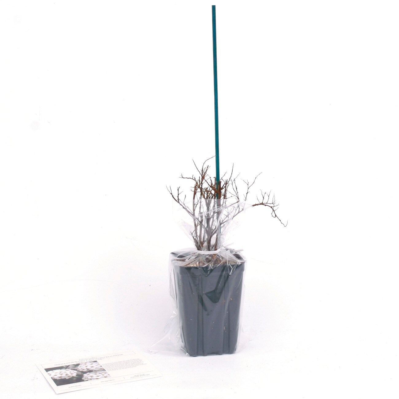 Van Zyverden 82919 Plant-Bulbs - View #6