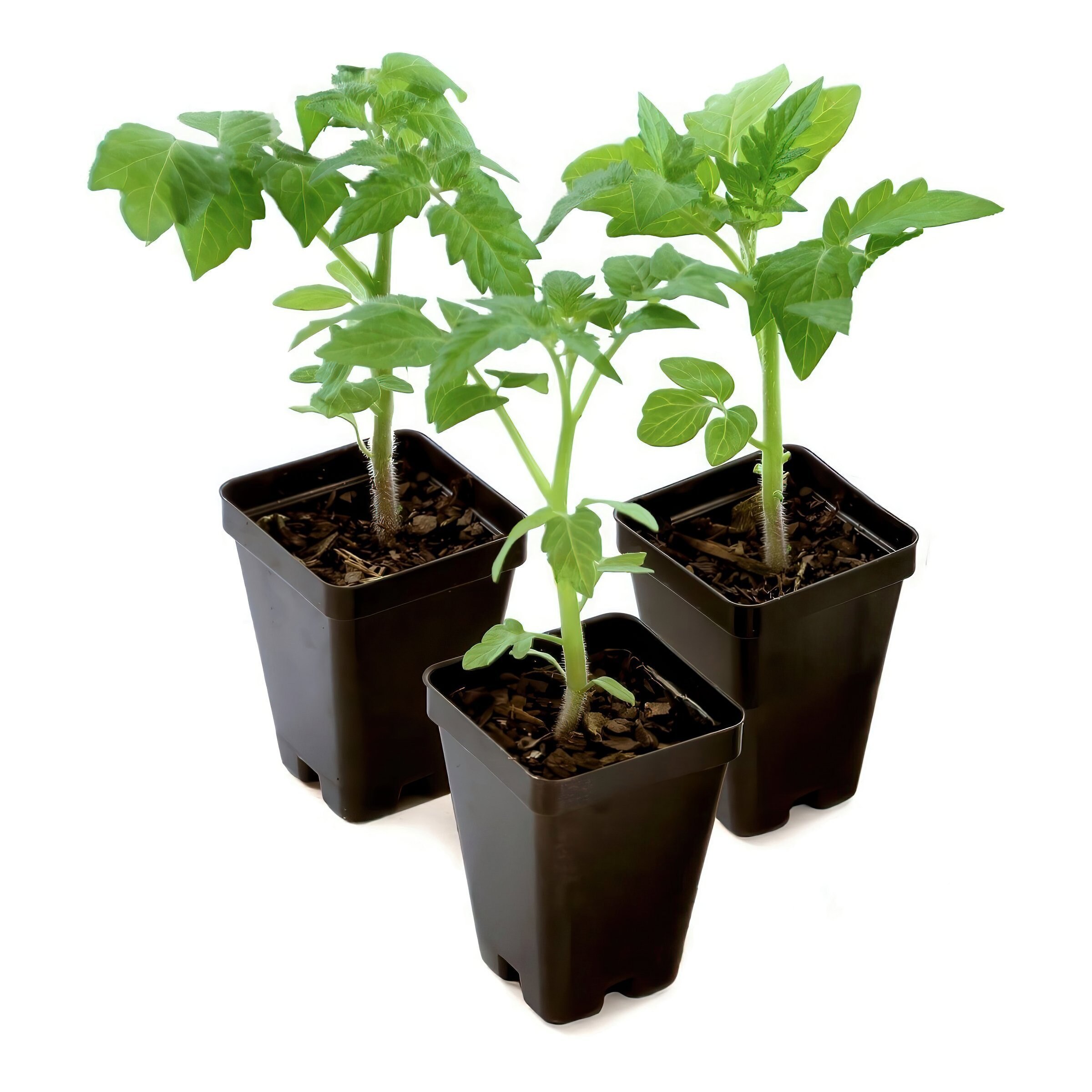 National Plant Network LW2250 Vegetable-Plants - View #9