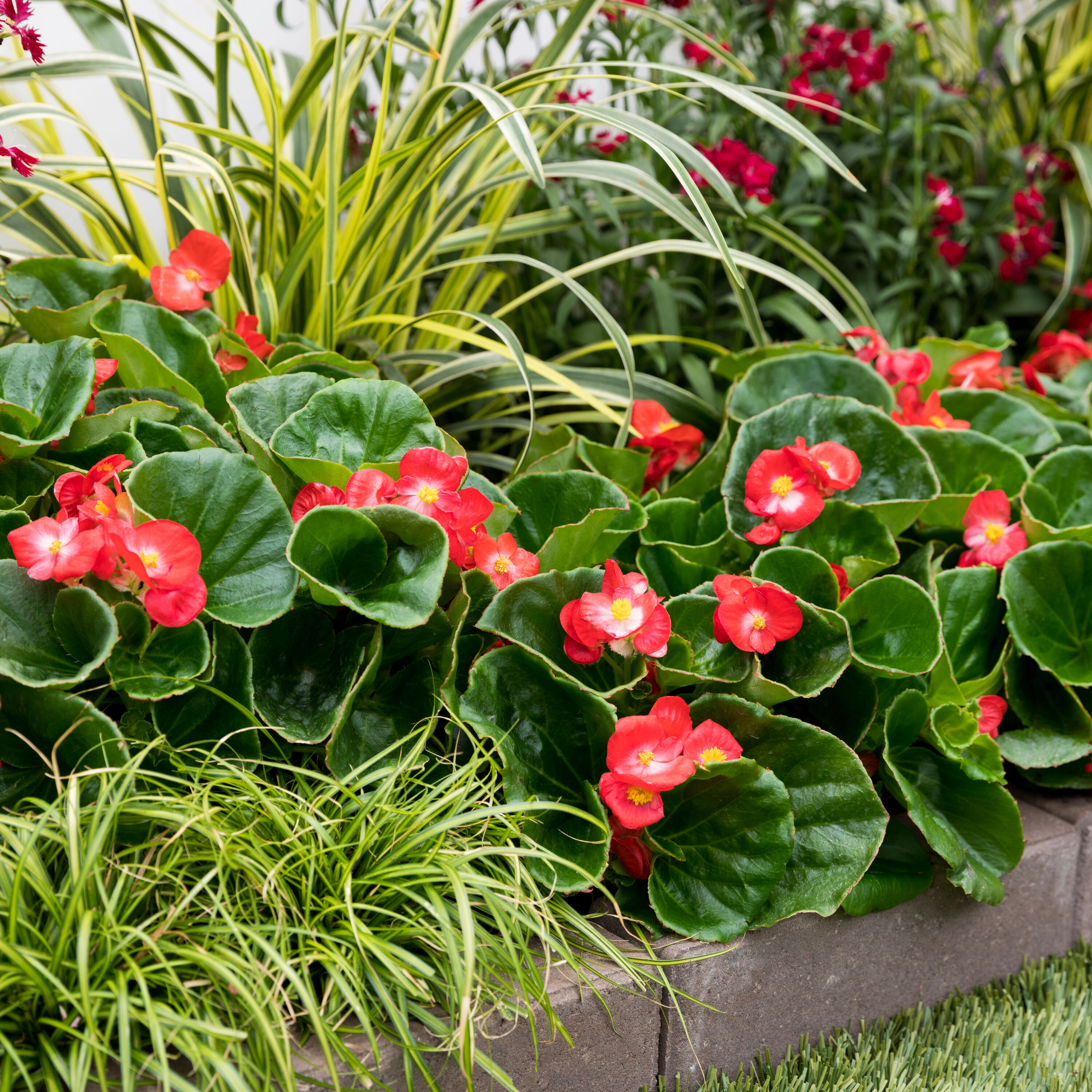 Metrolina Greenhouses 4956 annuals - View #4