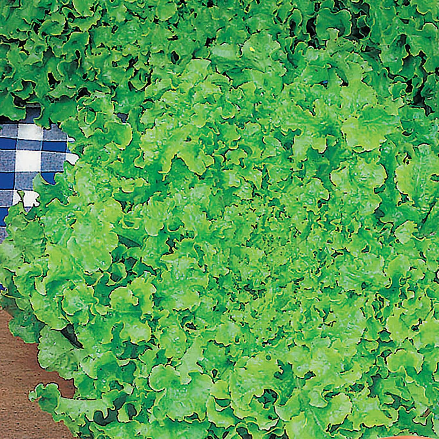 Ferry-Morse 498.110026.817 Vegetable-Herb-Seeds - View #3