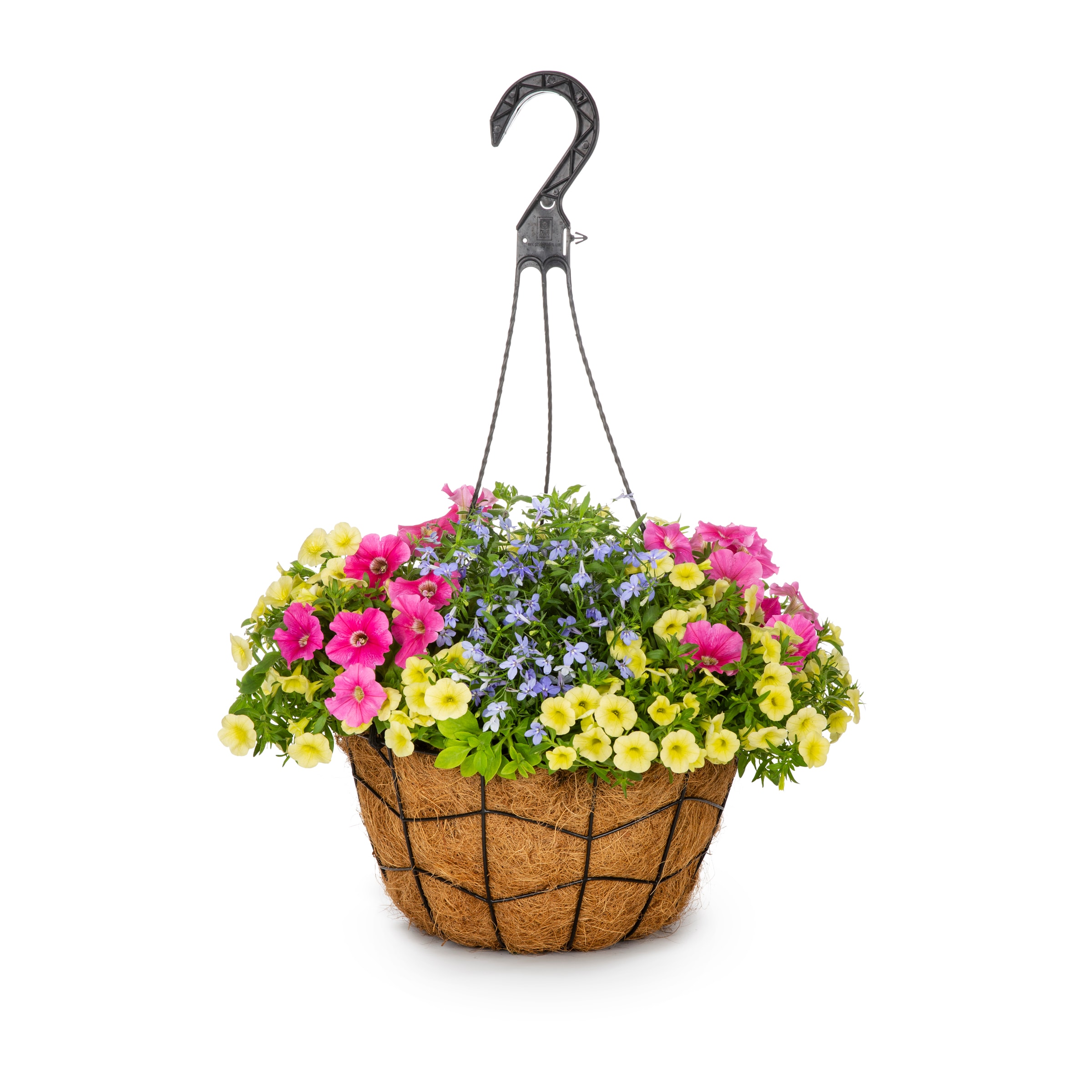 Lowe's Multicolor Mixed Annuals In 2-gallon Hanging Basket In The 