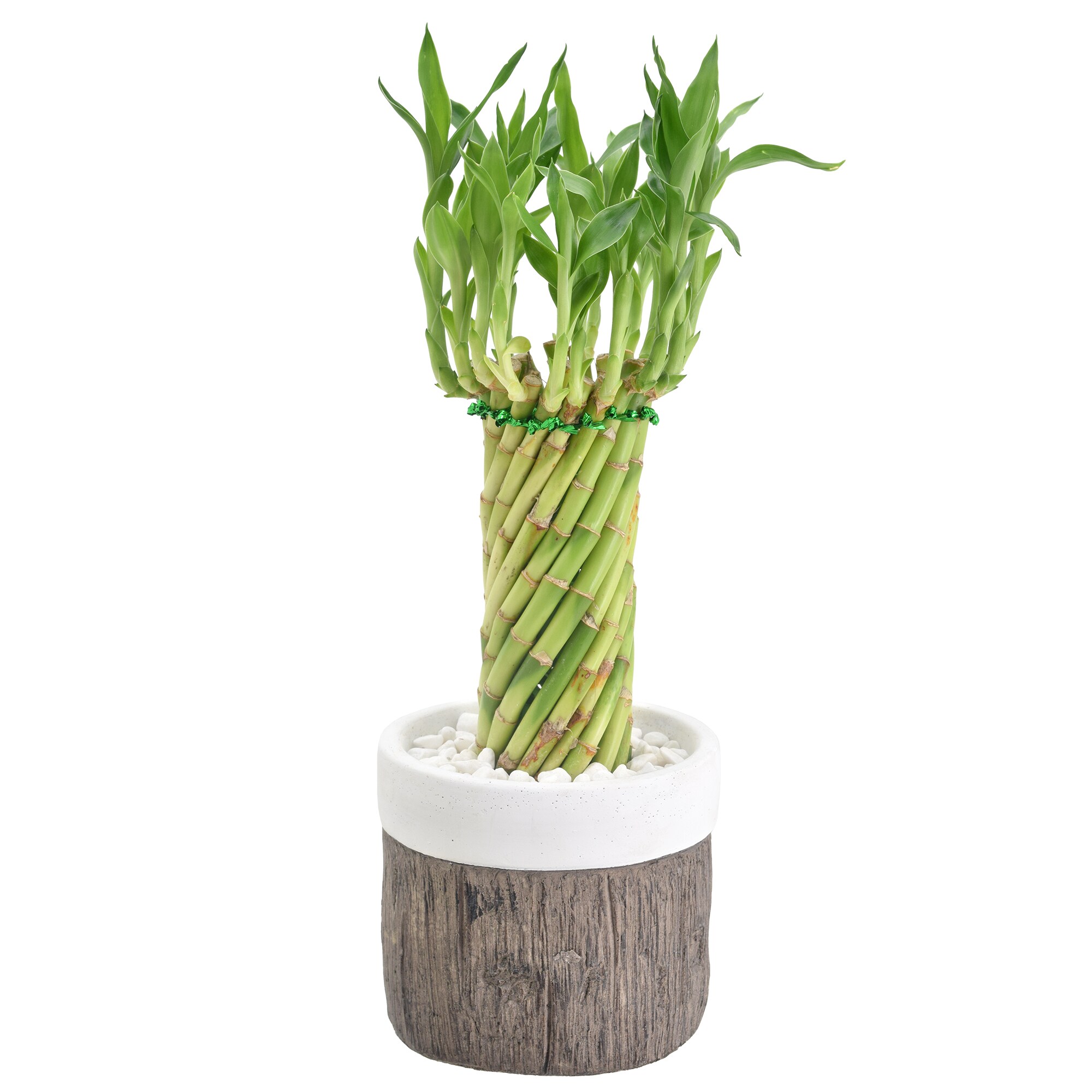 Arcadia Garden Products LV39 Green Tornado Bamboo House plant in 4.5 Inch(es) Pot 1.0 -Pack