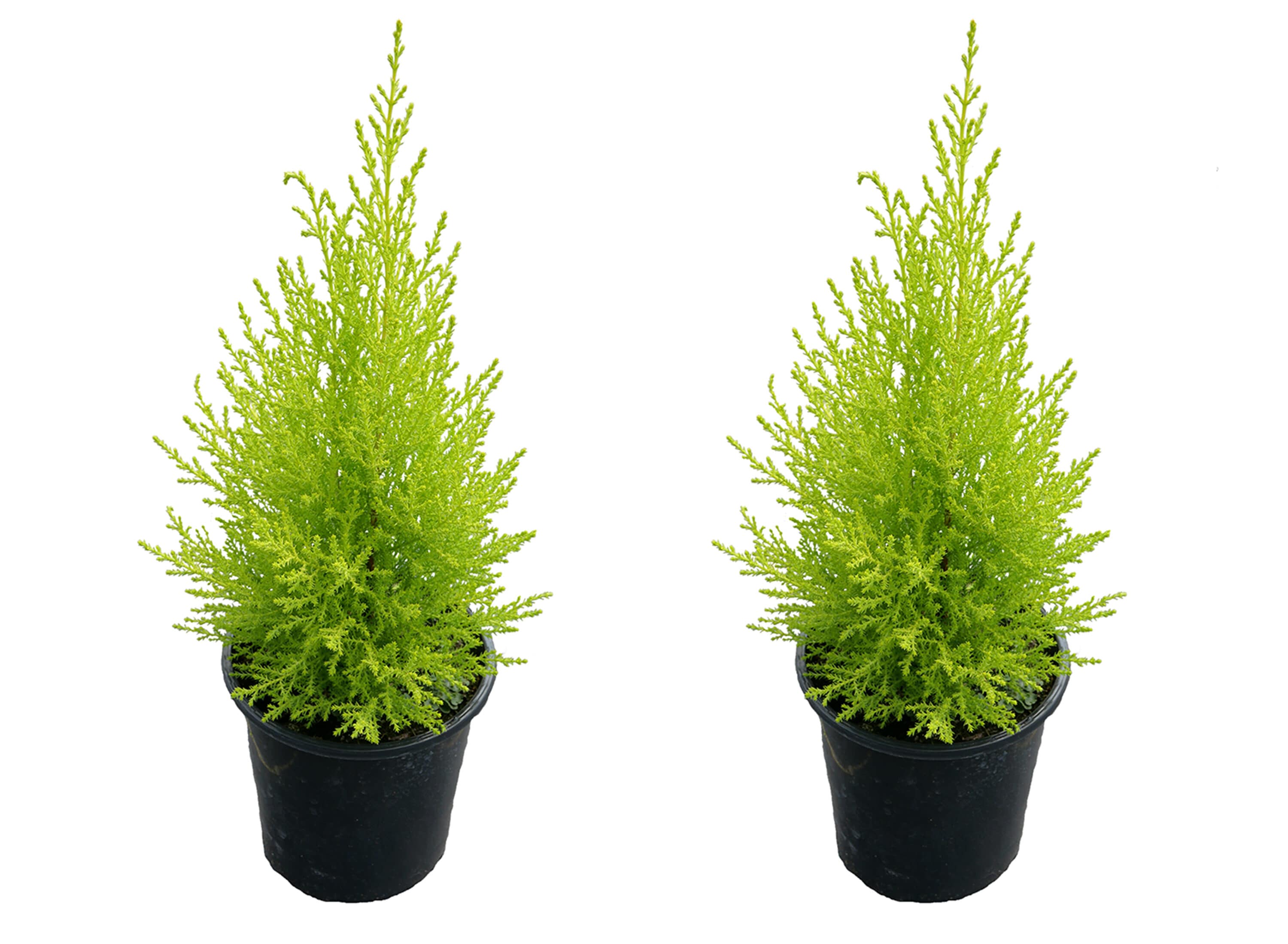  2672 Lemon Cypress Plant in 2.5 -Quart Pot 2.0 -Pack