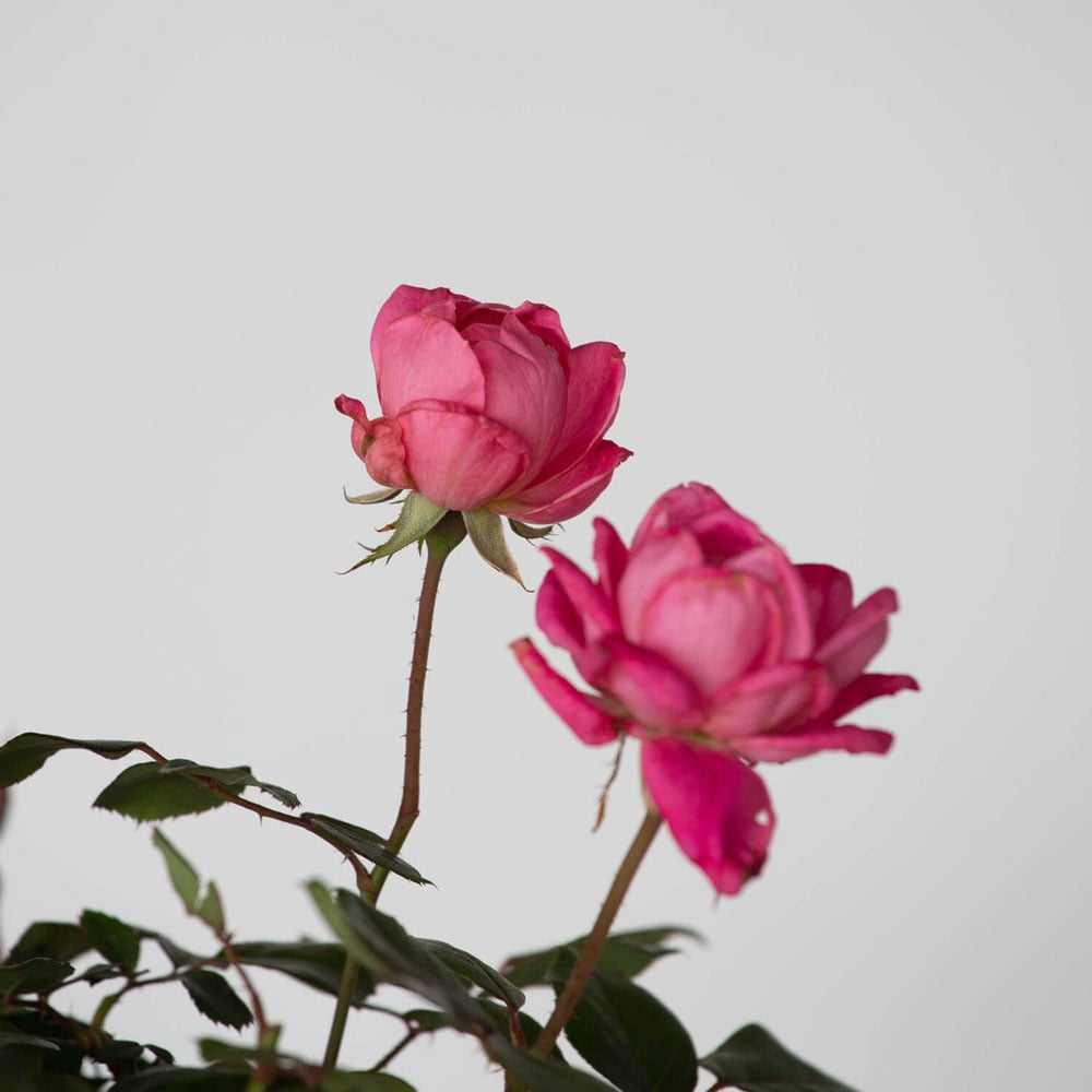 Knock Out 71351-2 roses - View #7