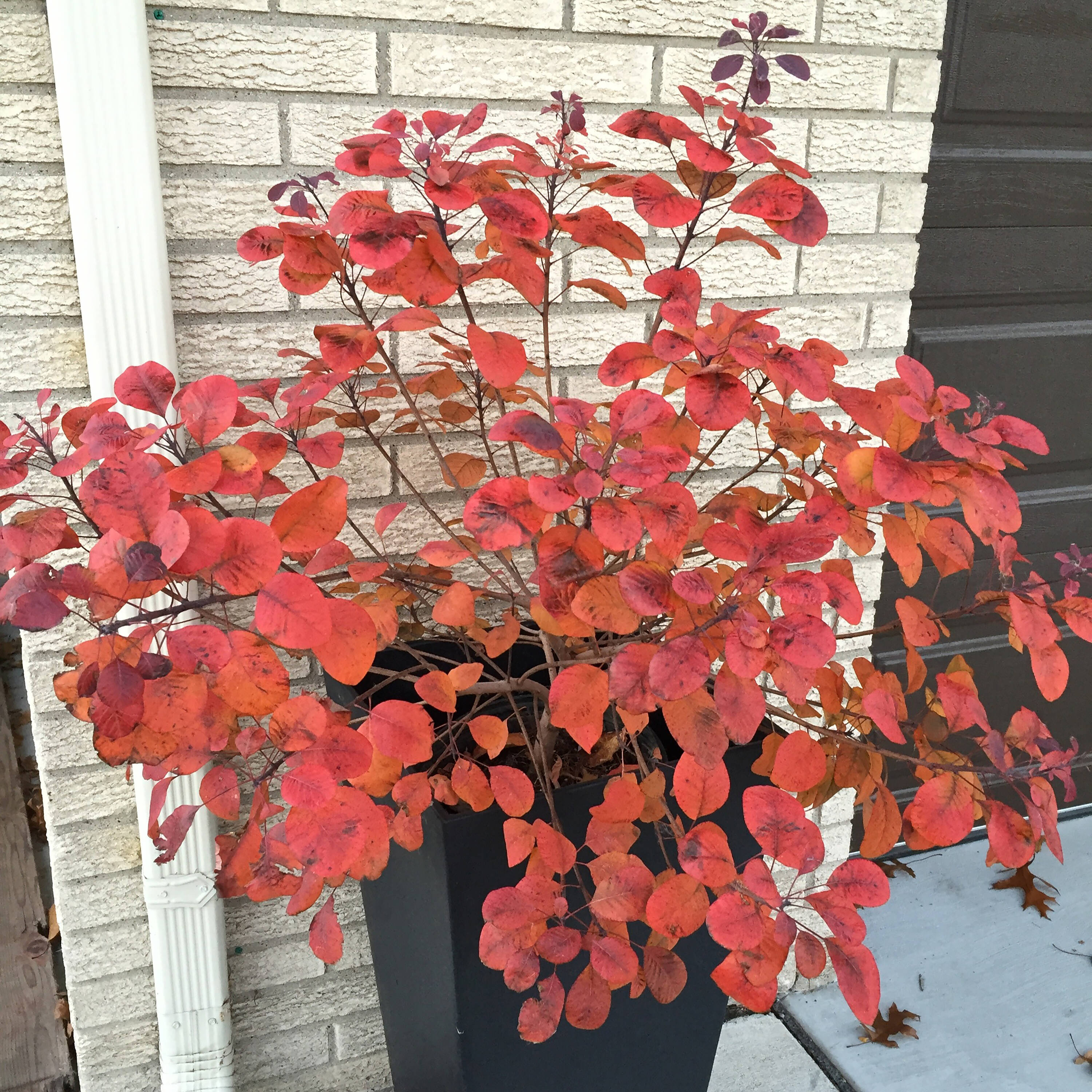 Proven Winners COTPRC1027800 shrubs - View #5