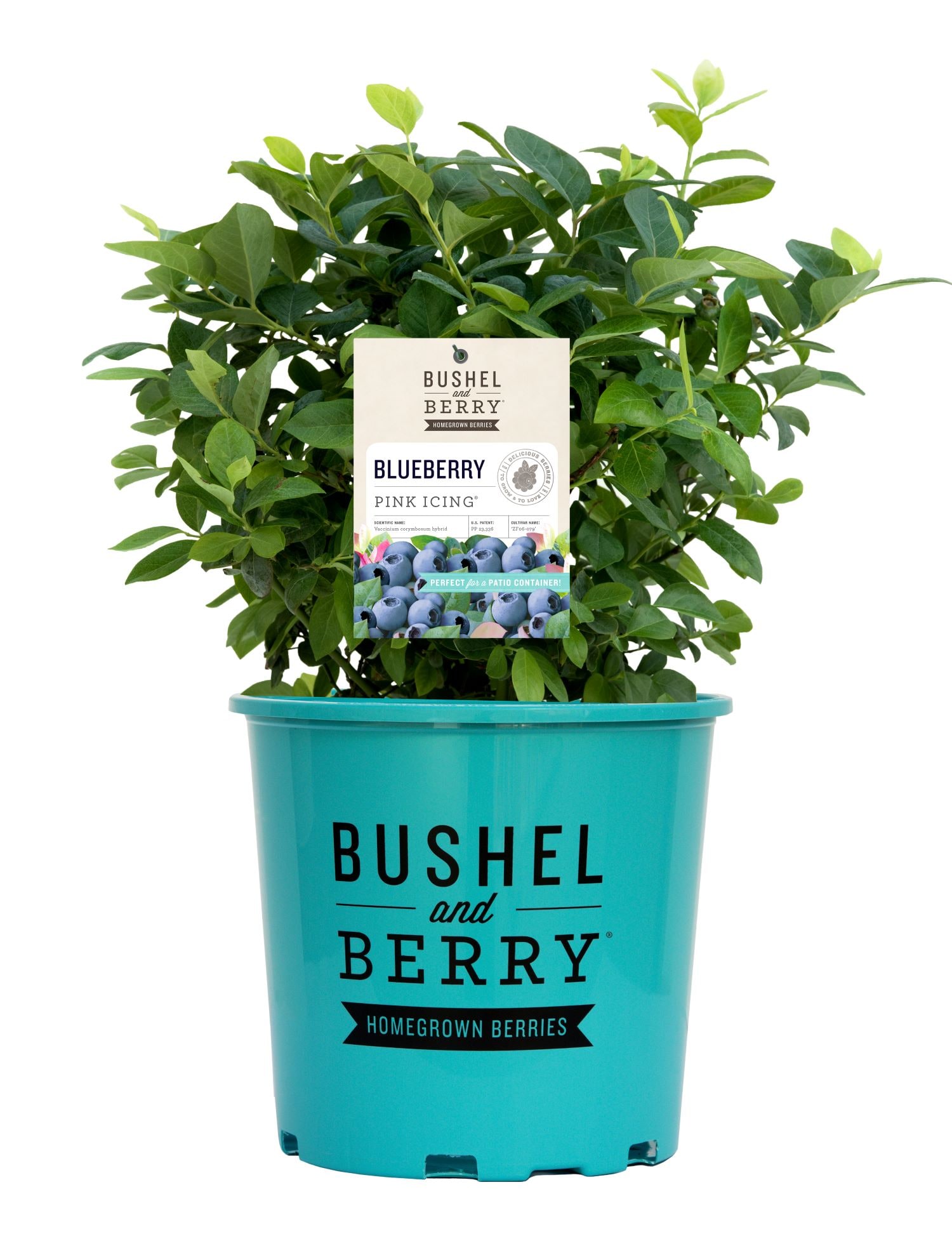 Bushel and Berry O892702 1 -Pack Blueberry Plant in Pot Spring