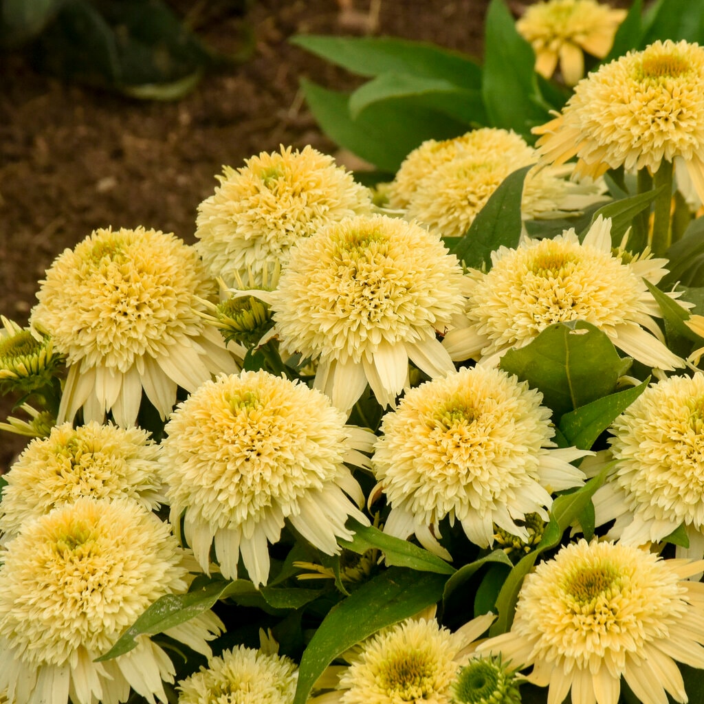 Proven Winners 5637856 perennials - View #2