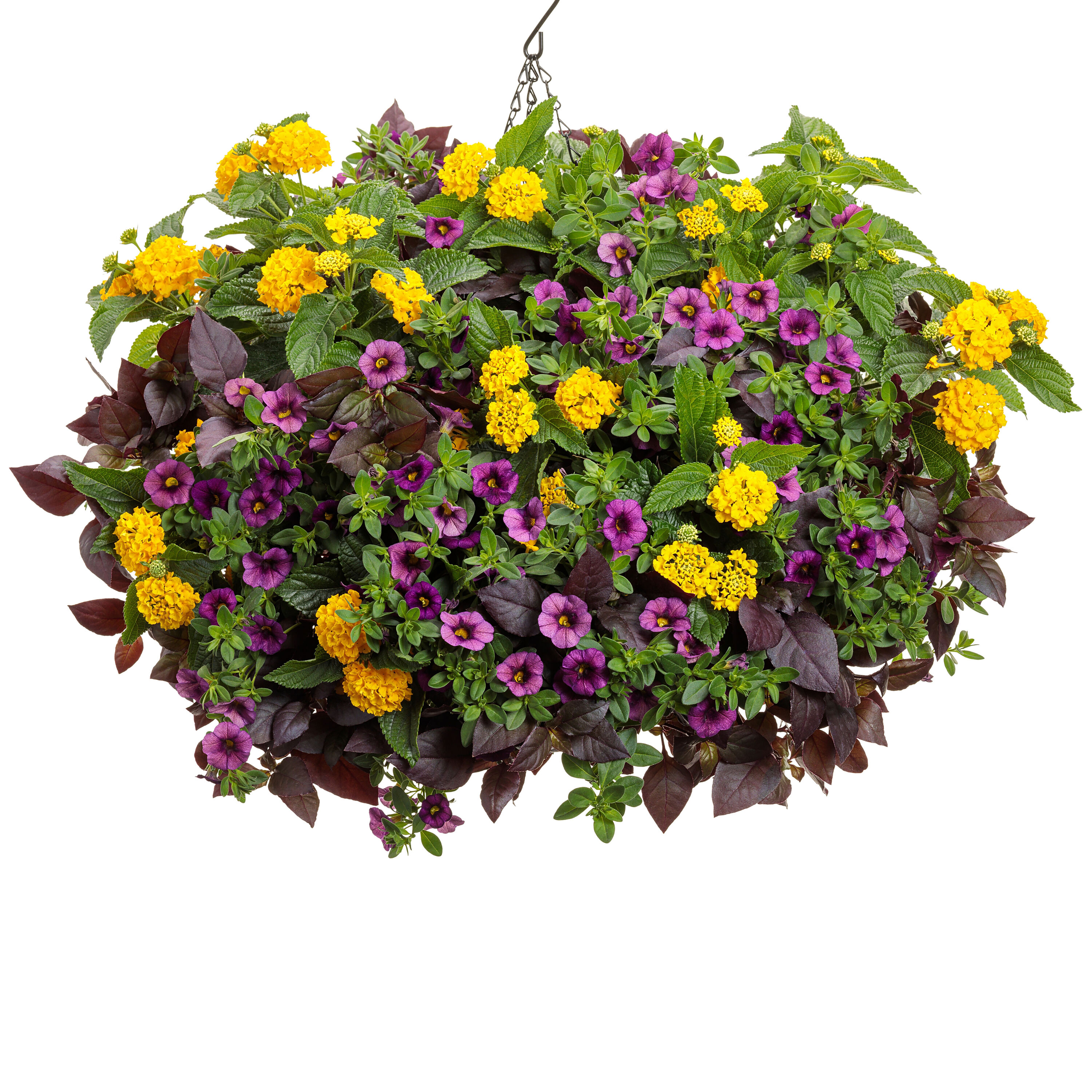 Proven Winners LANPRW3027504 annuals - View #4