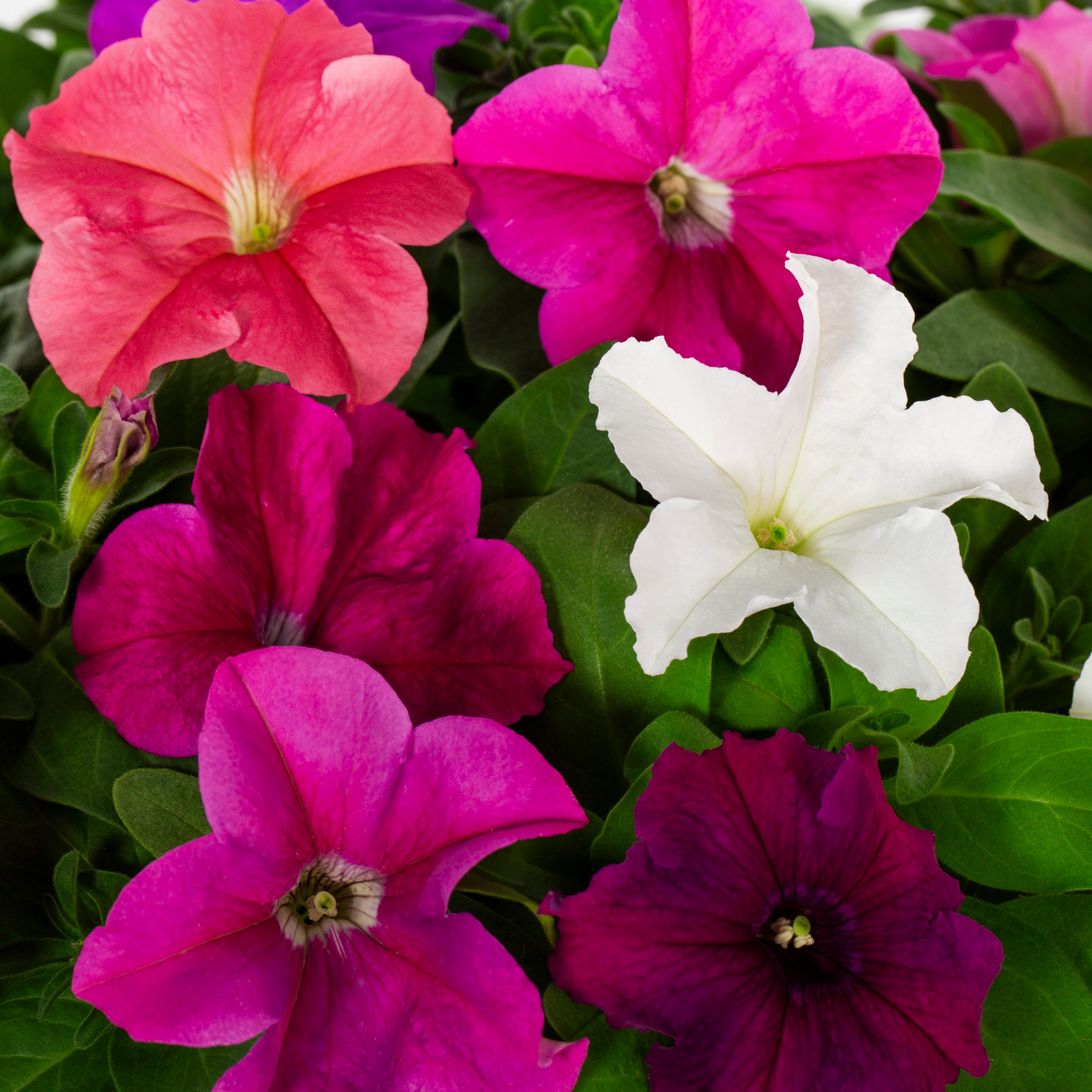 Metrolina Greenhouses 4357 annuals - View #2