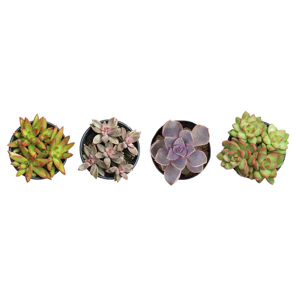 Altman Plants 0880073 Cacti-Succulents - View #3