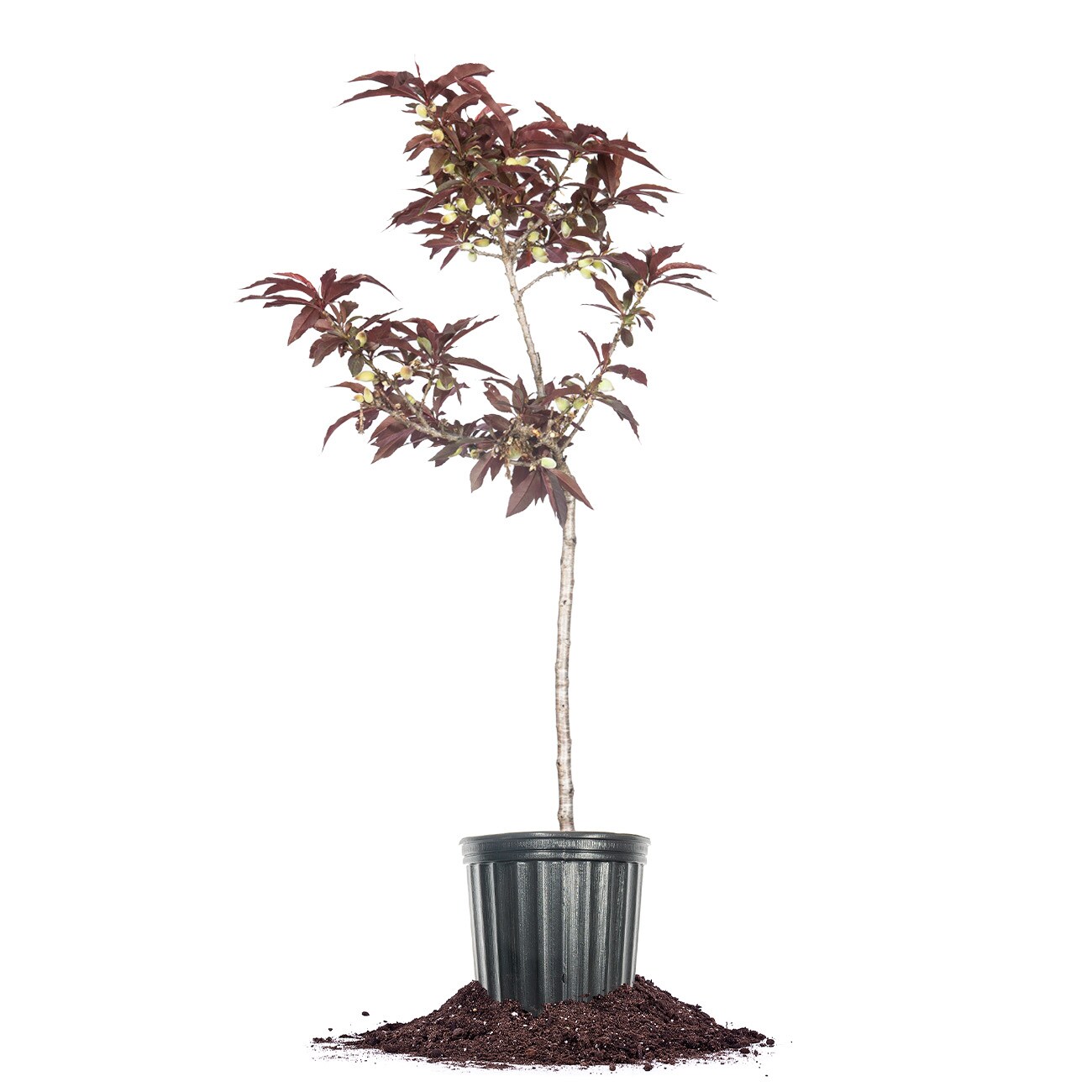 Perfect Plants LOBONFIREPEACH5G 5 -Gallon Pink Fruit Bonfire Patio Peach In pot (with soil)