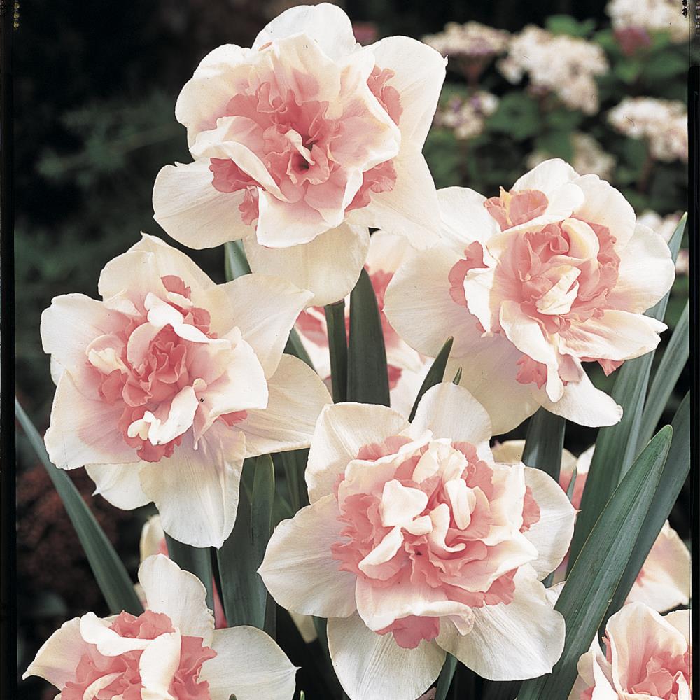 Breck's 88091 Multicolor Replete Double Daffodil Narcissus Bulbs Bagged 25-Pack