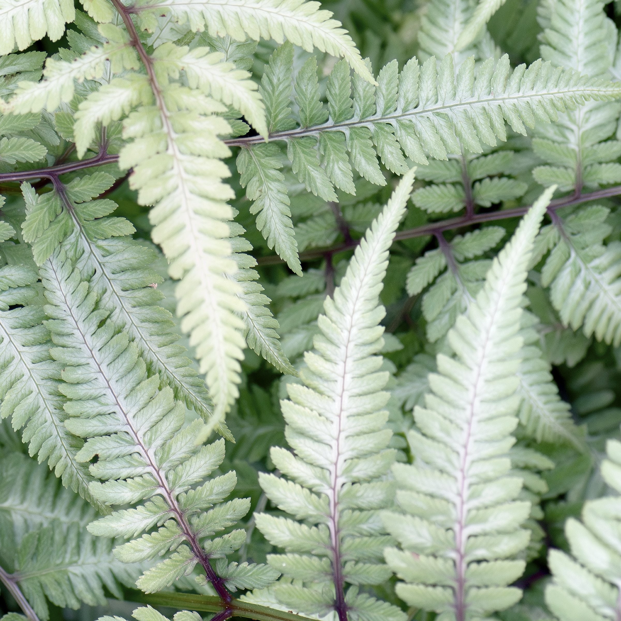 National Plant Network LW2576 perennials - View #9