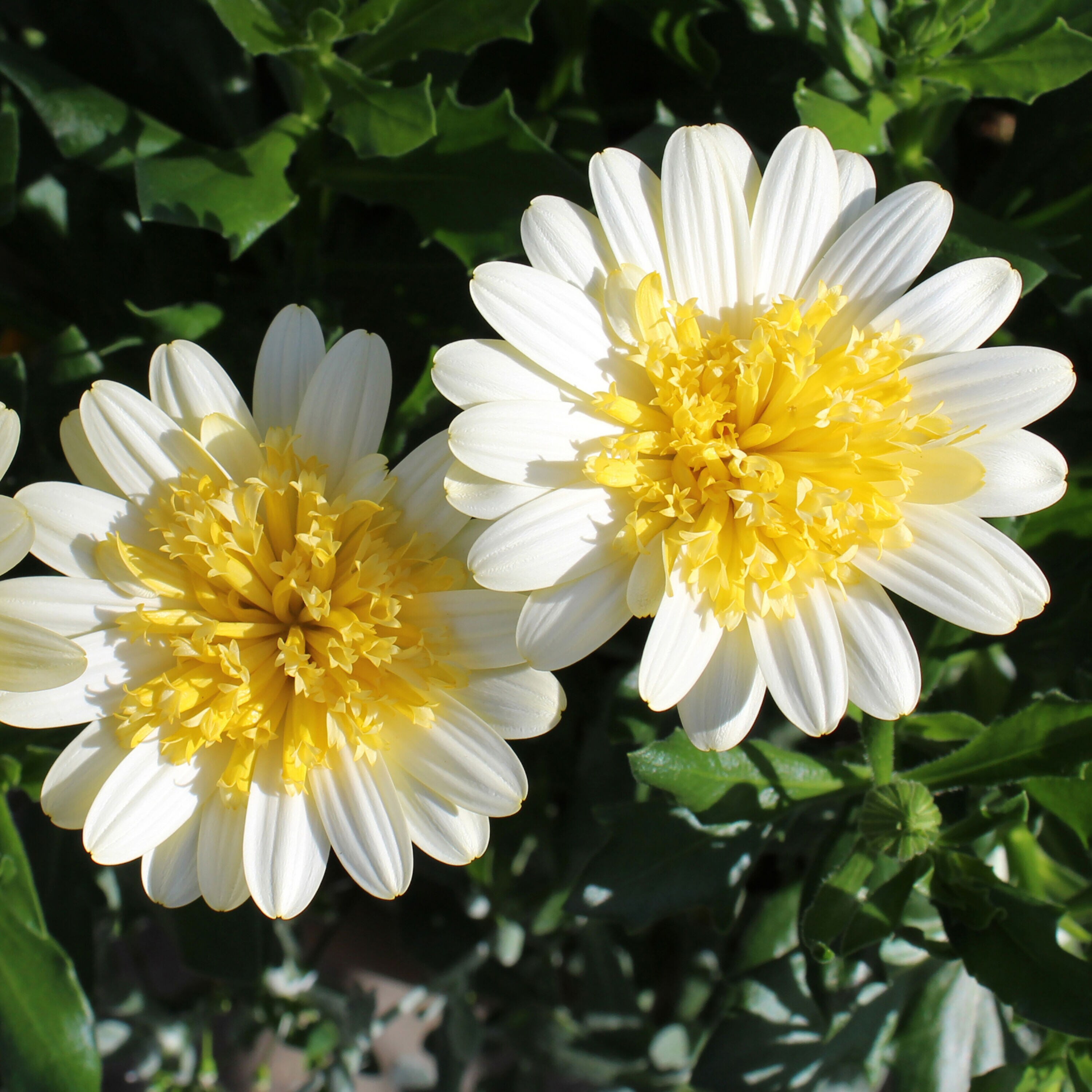 Proven Winners OSTPRW2527504 annuals - View #4
