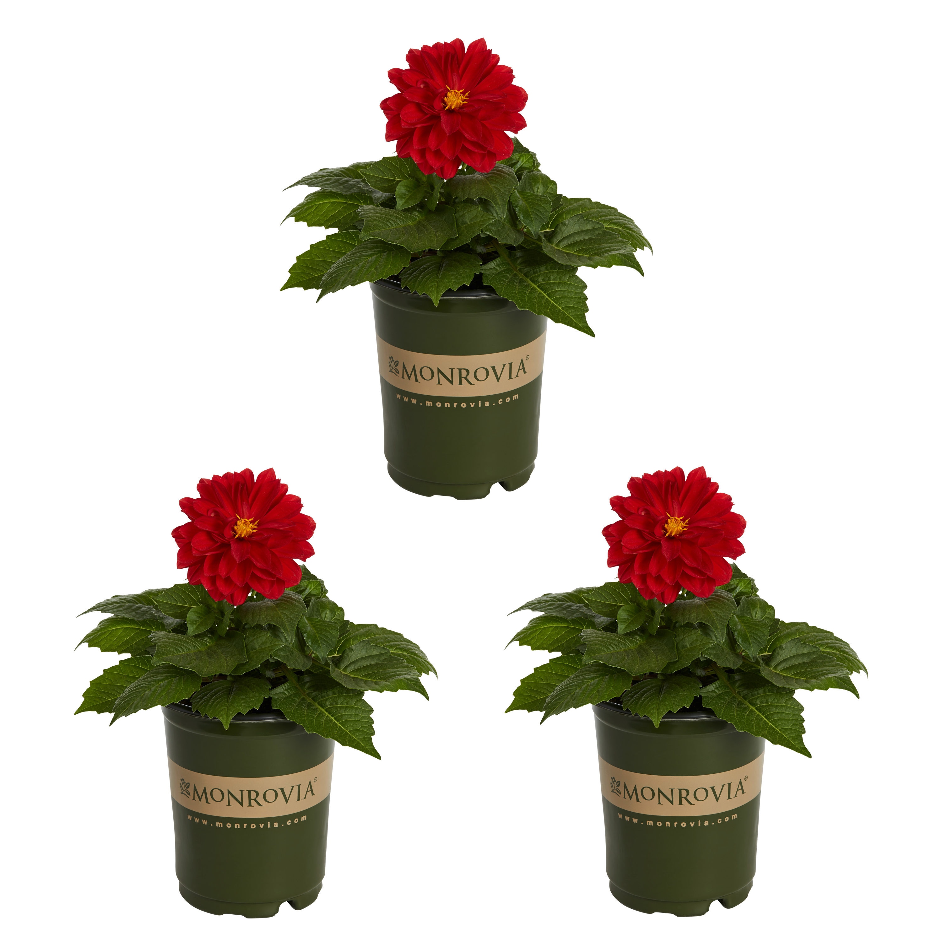 Drought Tolerant Dahlia Annuals at Lowes.com