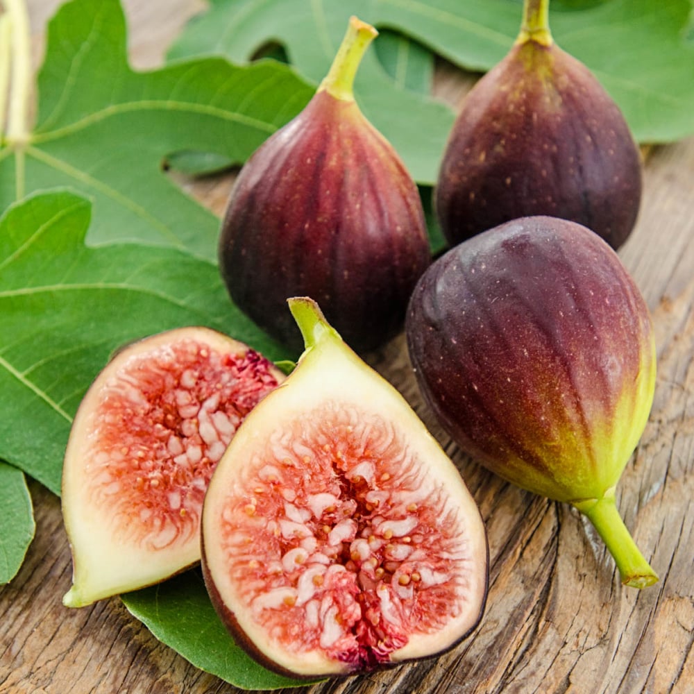 Hunt Fig Tree Edible Garden at