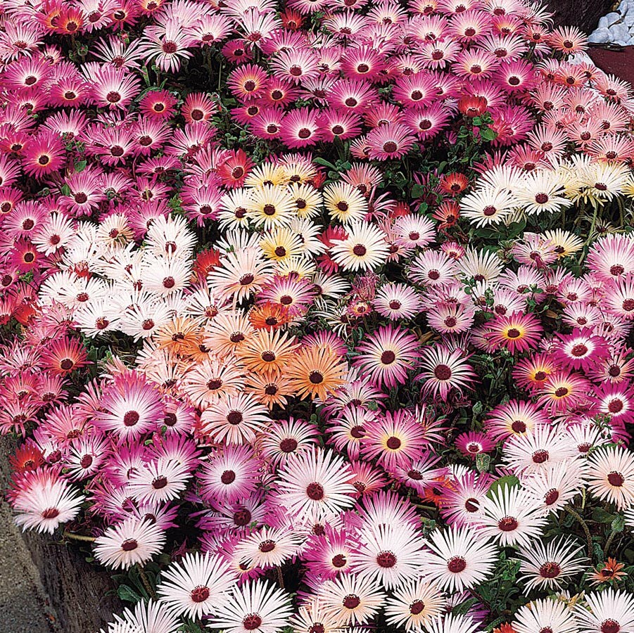 Lowe's NURSERY 1 Gallon(s) Ice Plant in Pot