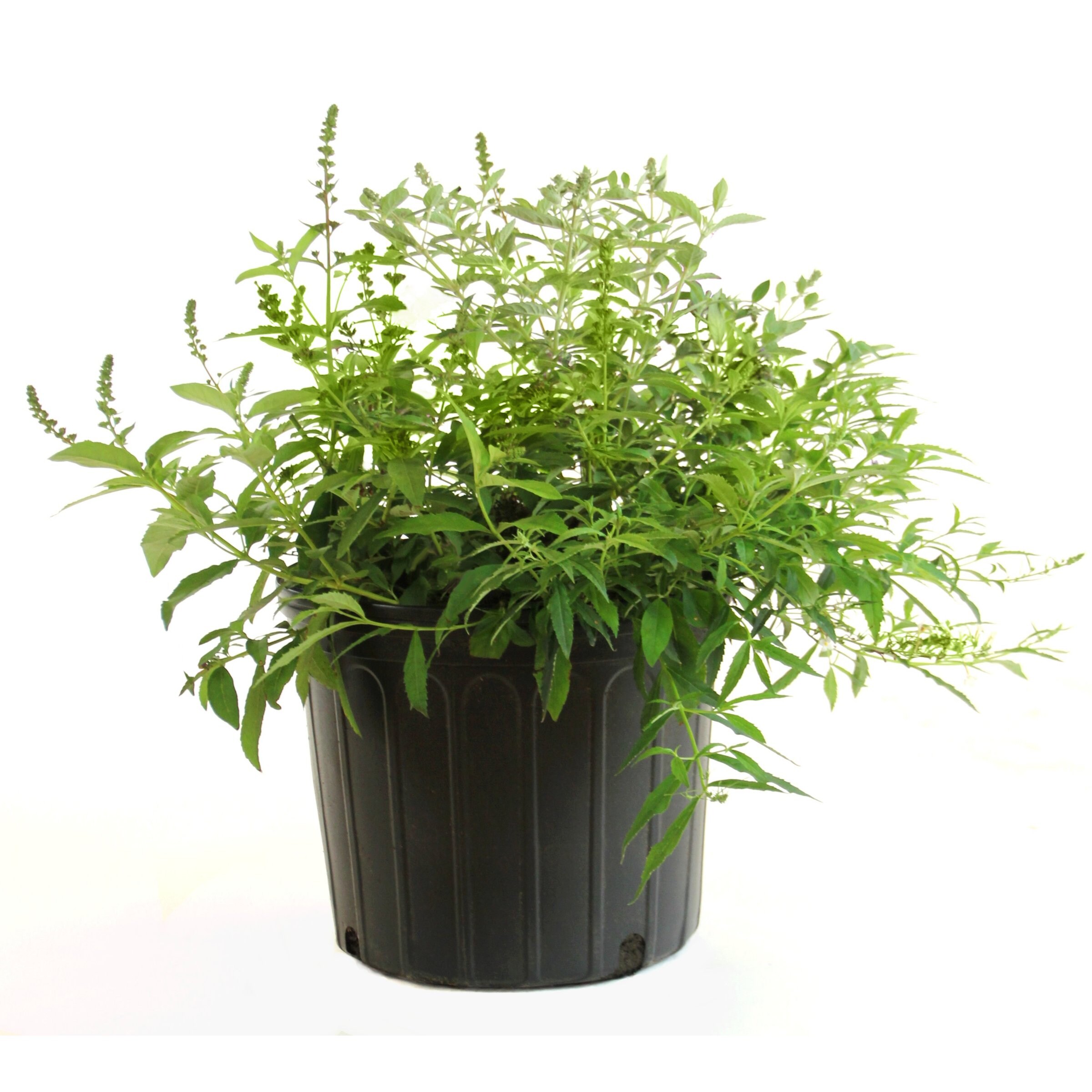 National Plant Network LW1849 perennials - View #9