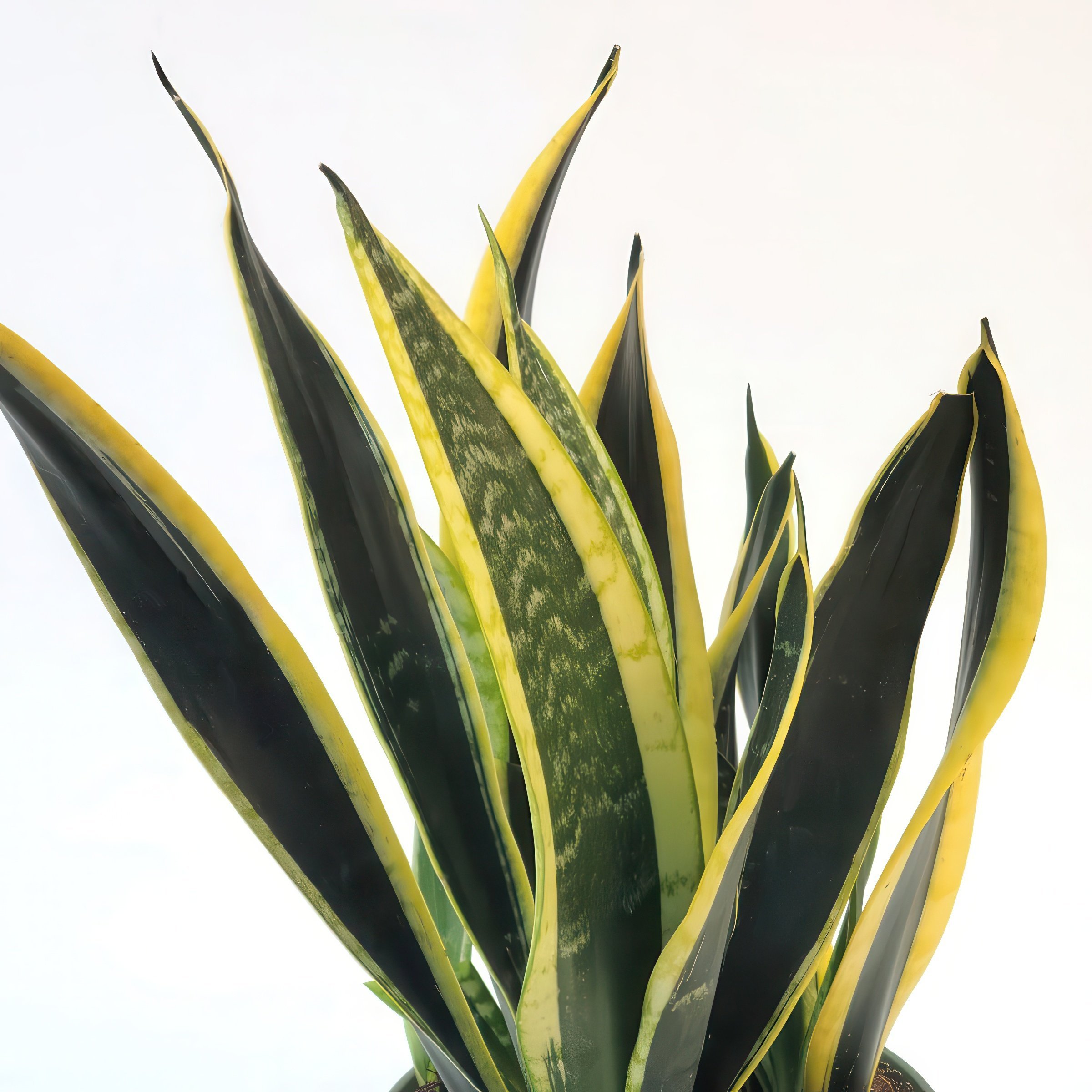 National Plant Network LW2436 Sansevieria Black Gold House plant in 6 Inch(es) Pot 1 -Pack