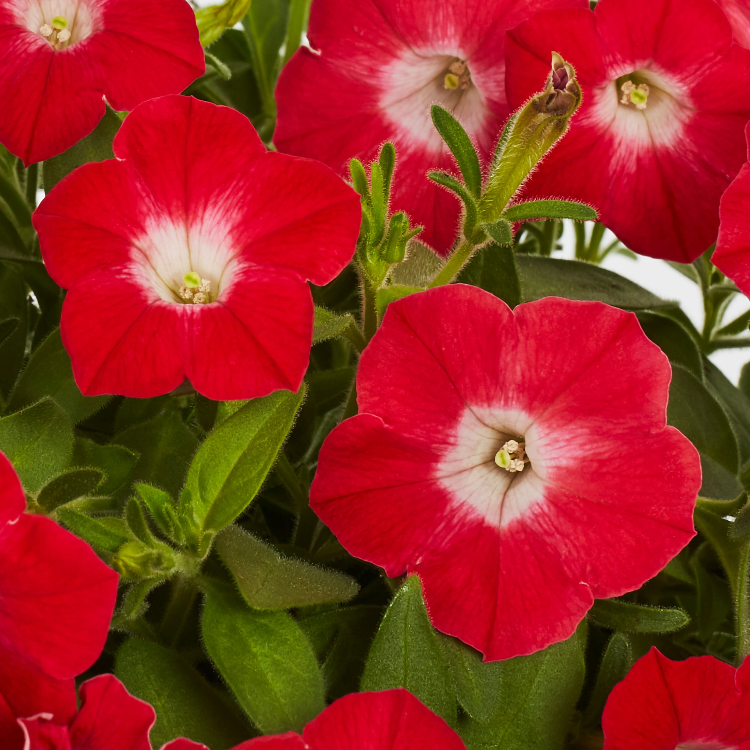 Lowe's NURSERY annuals - View #2