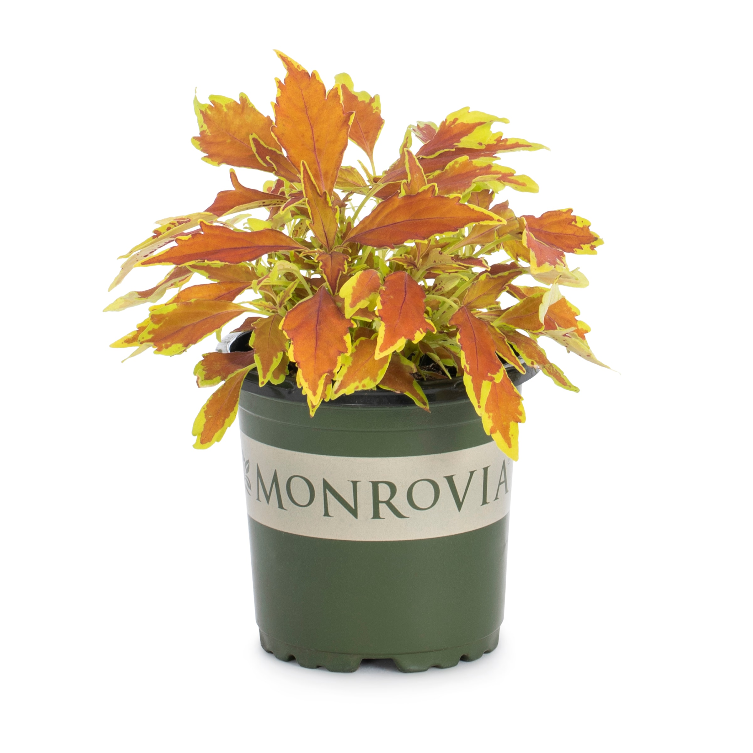 Monrovia 213756 annuals - View #11