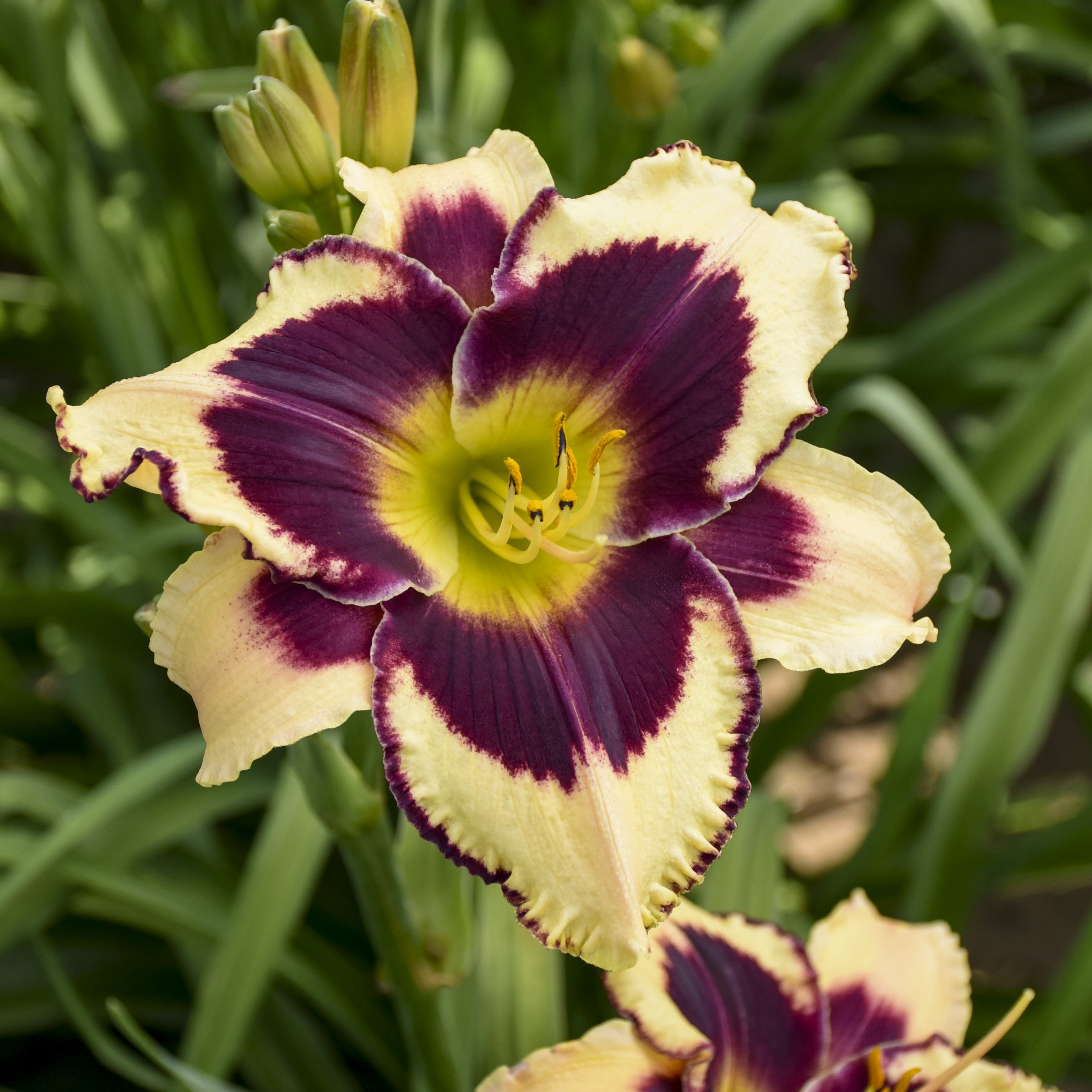 National Plant Network LW2610 perennials - View #5