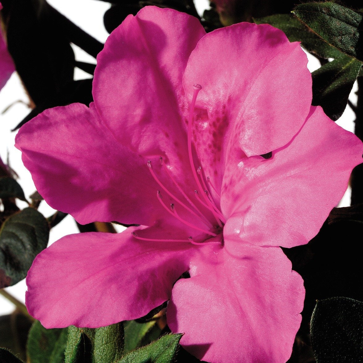 Encore Azalea 80412-2 shrubs - View #5