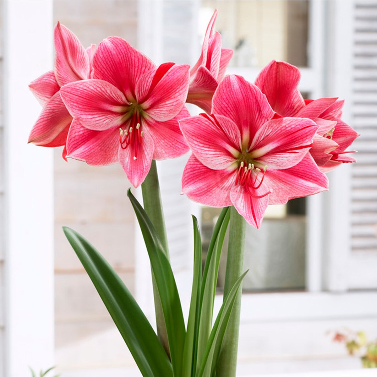 Van Zyverden Pink Amaryllis Gervase Bulbs 1-Pack in the Plant Bulbs ...
