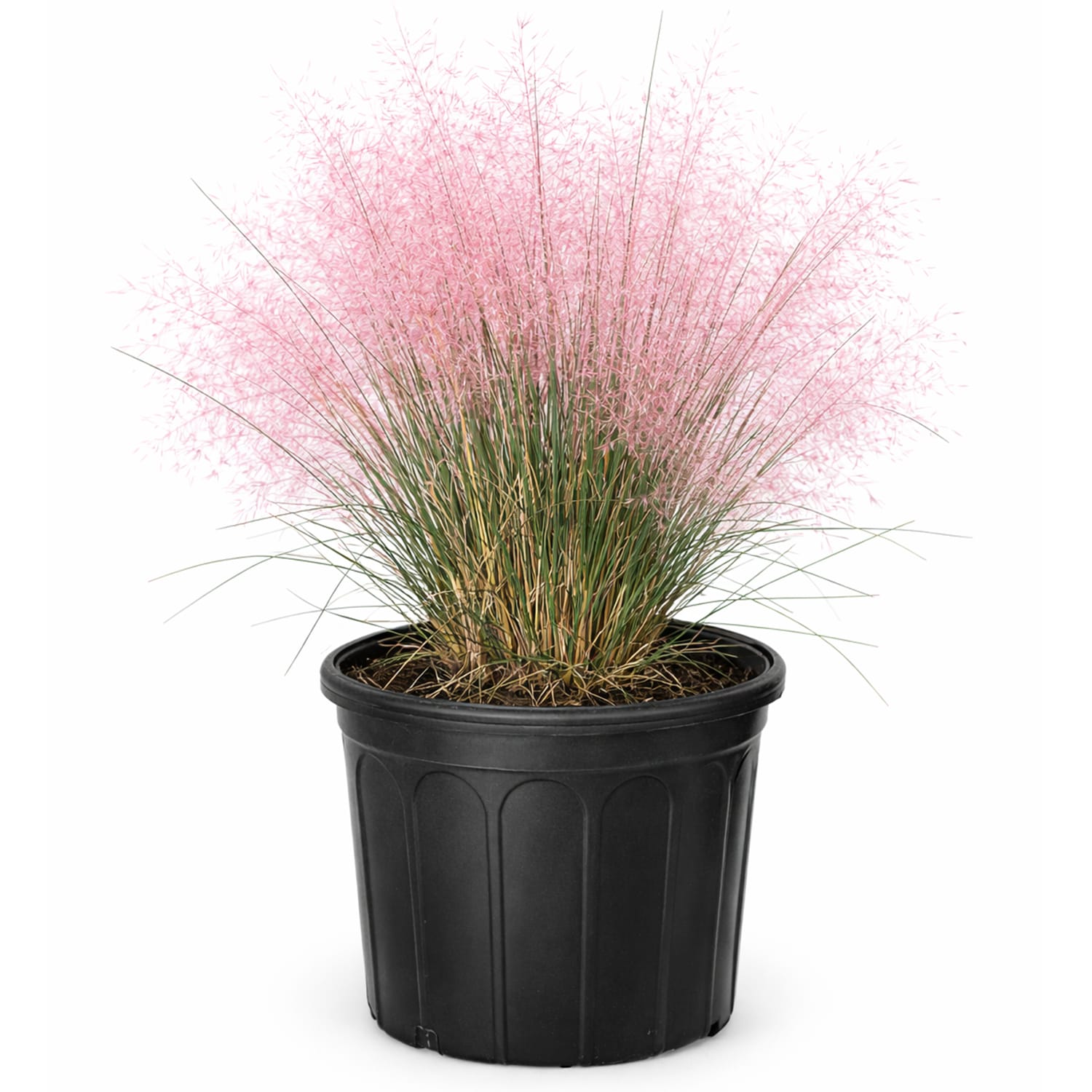 Southern Planters 3 -Gallon Pink Muhly Ornamental Grass in Pot