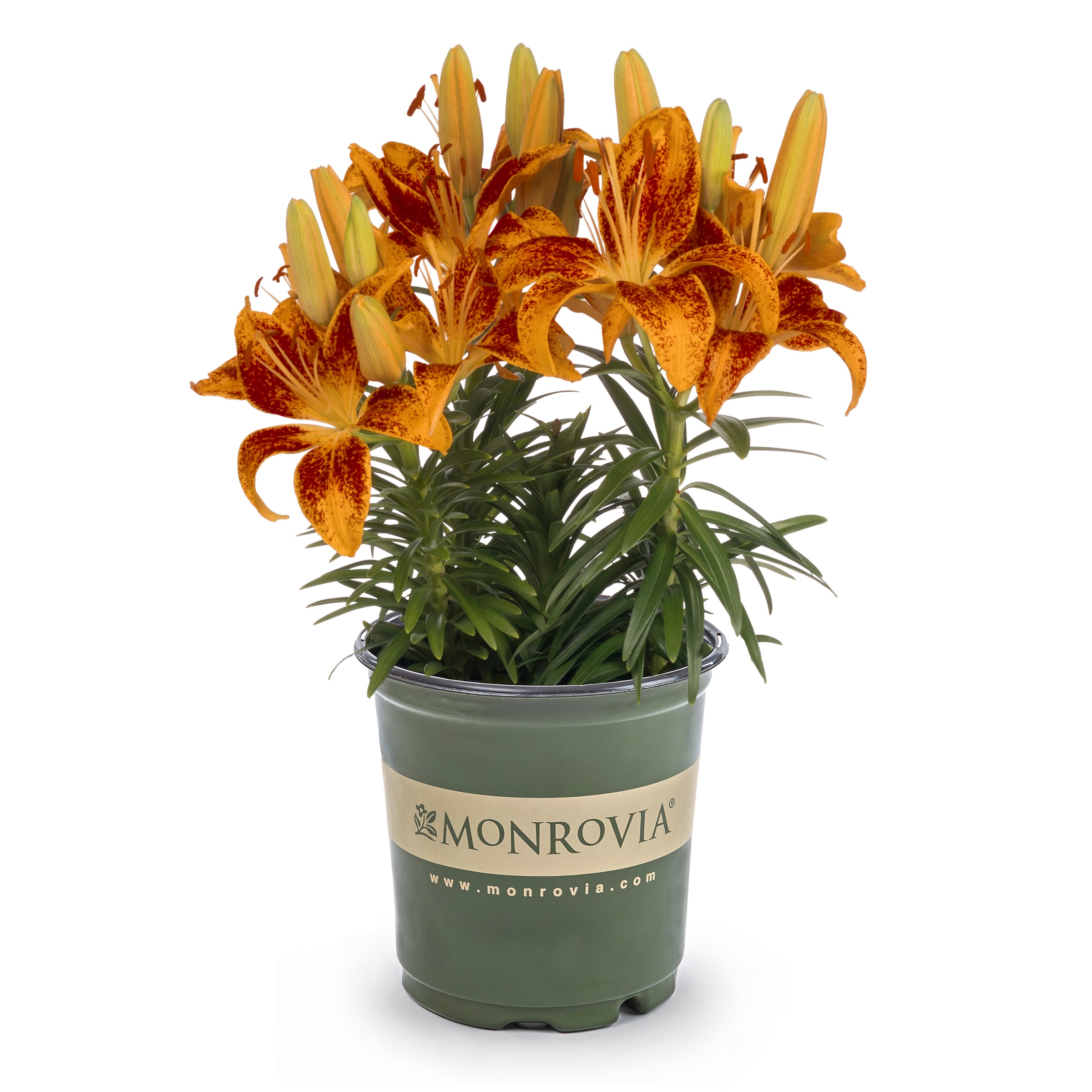 Monrovia NURSERY Multicolor Asiatic Lily Plant in 2.5 -Quart Pot 1.0 -Pack