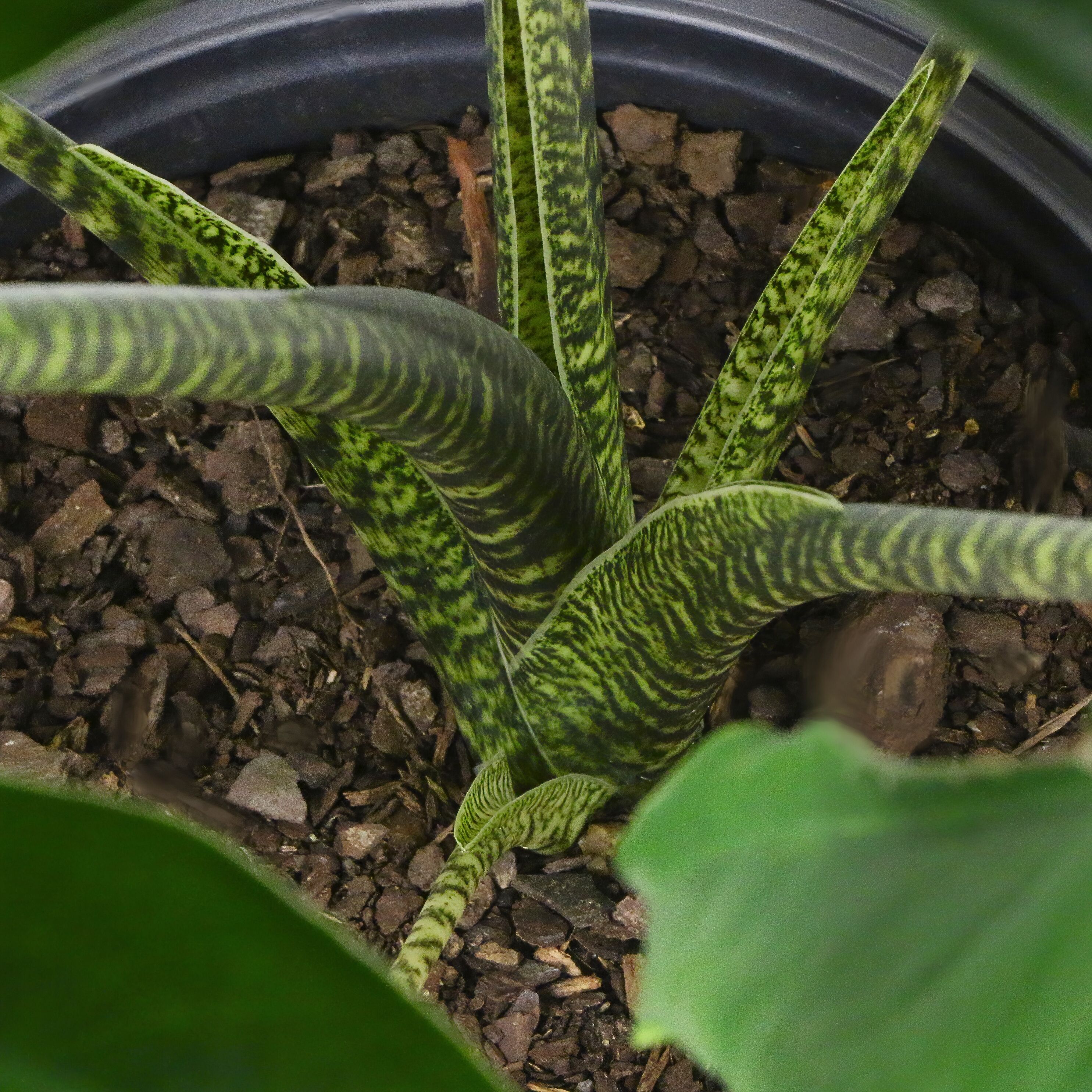 National Plant Network LW1298 hseplants - View #4