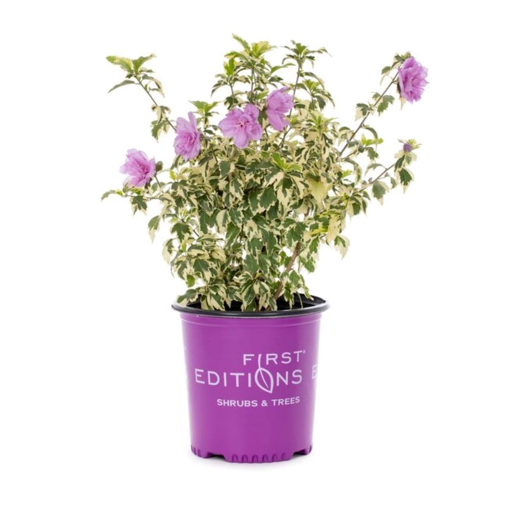 First Editions O43492F Summer Ruffle Hibiscus Flowering Shrub in 2 -Gallon Pot 1 -Pack with Pink Blooms