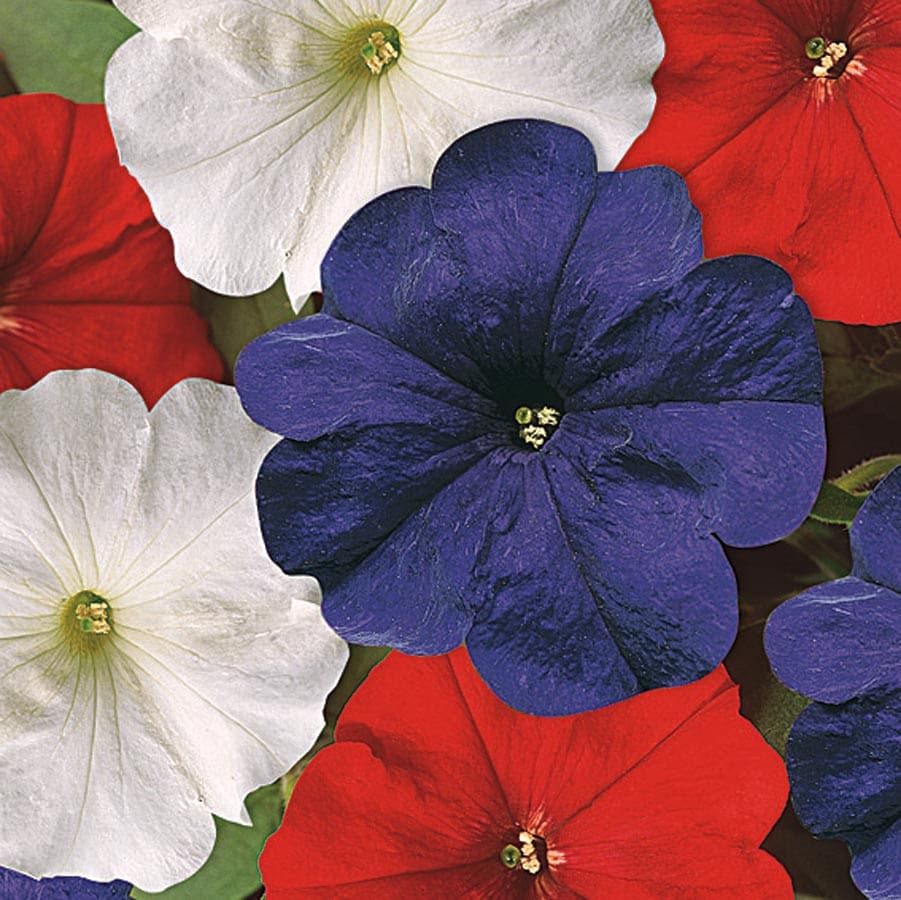 Lowe's 3936013 Multicolor Red White and Blue Petunia in 1.25-Quart Pot