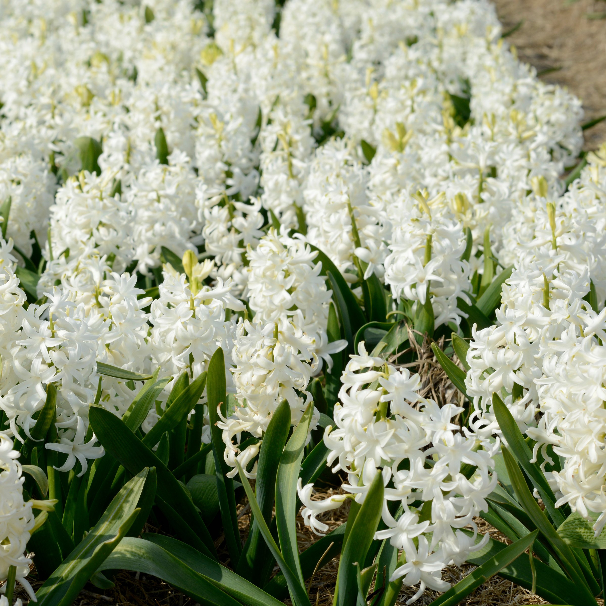 National Plant Network LW3145A Plant-Bulbs - View #10