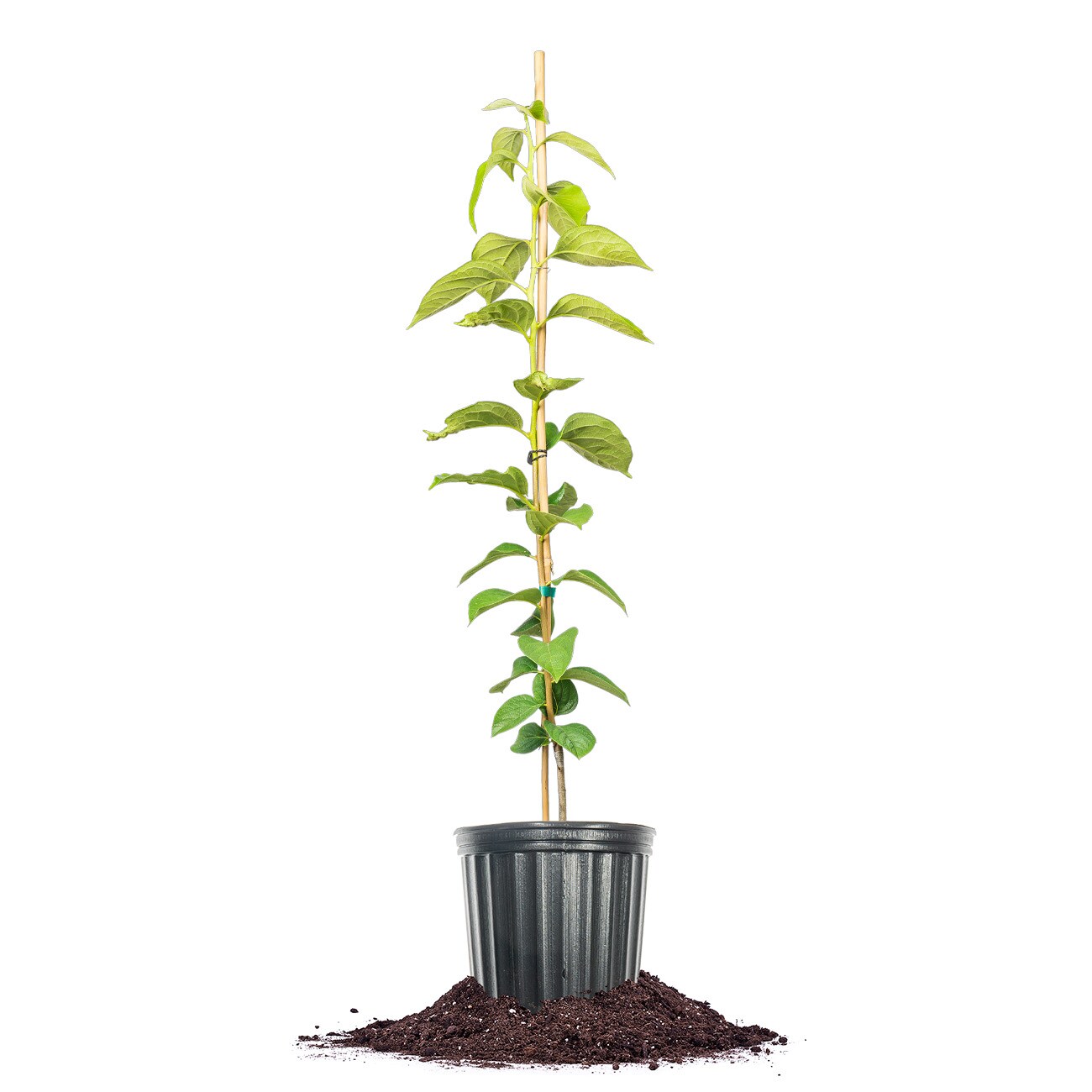 Perfect Plants LOGREATWALL3G 3 -Gallon Fruit Great Wall Persimmon In pot (with soil)