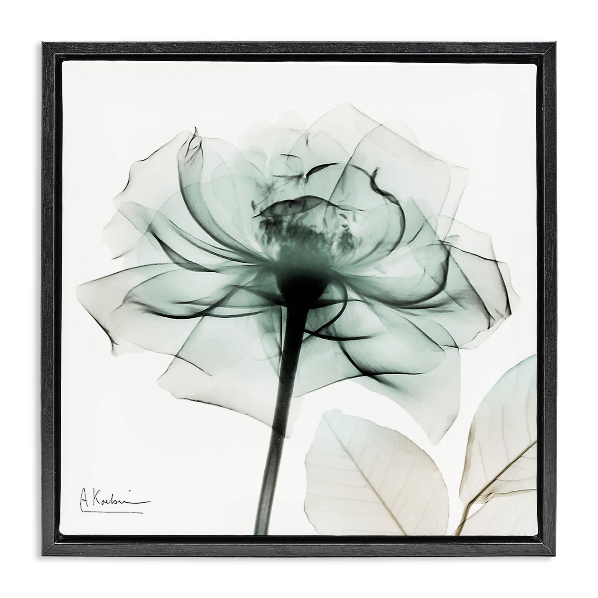 Stupell Industries BS-022-FFB-24X24 Transparent Flower Blossom Floating Frame design by Albert Koetsier