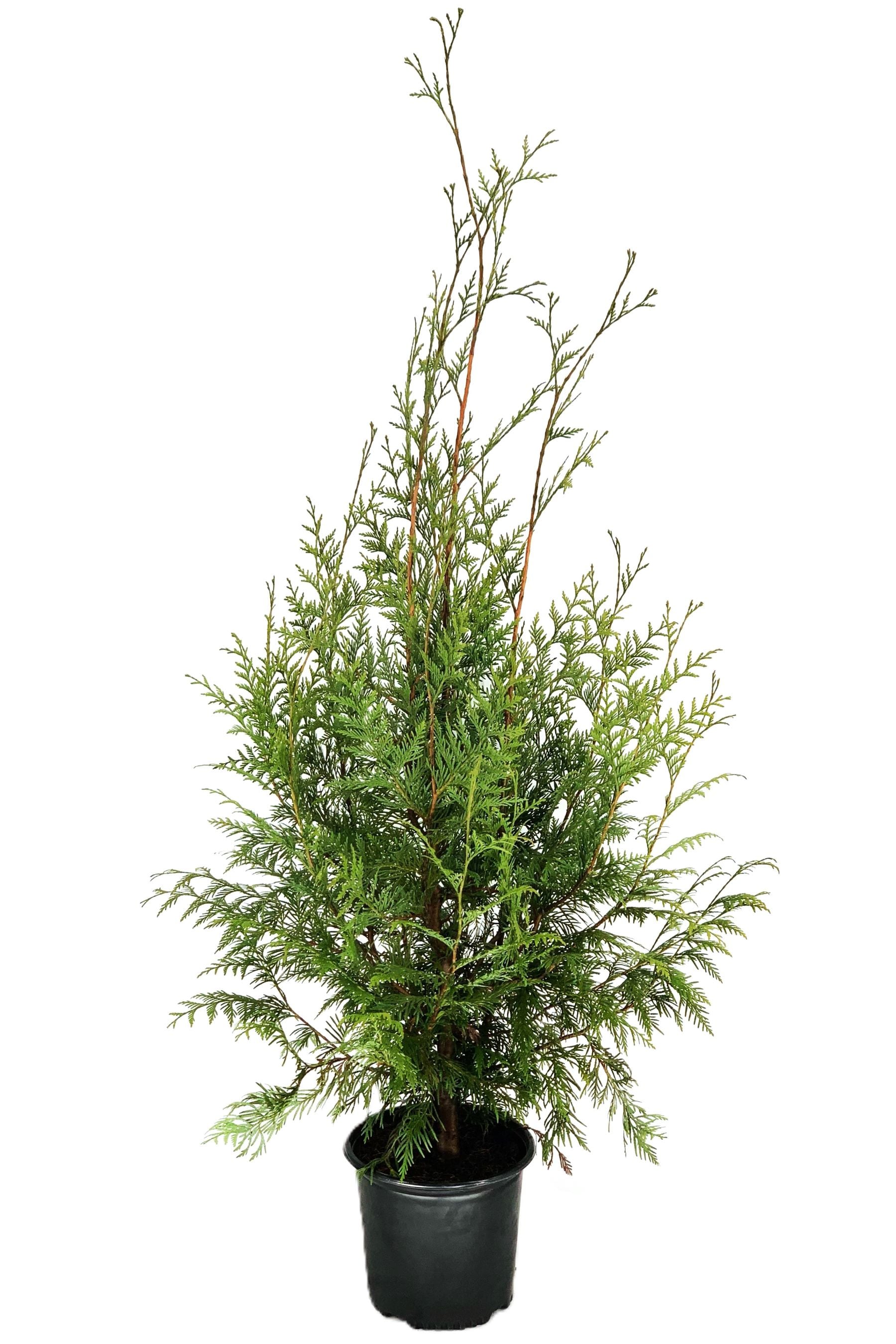  O882603 Western Red Cedar Foundation/Hedge Shrub in 2.25 -Gallon Pot 1 -Pack