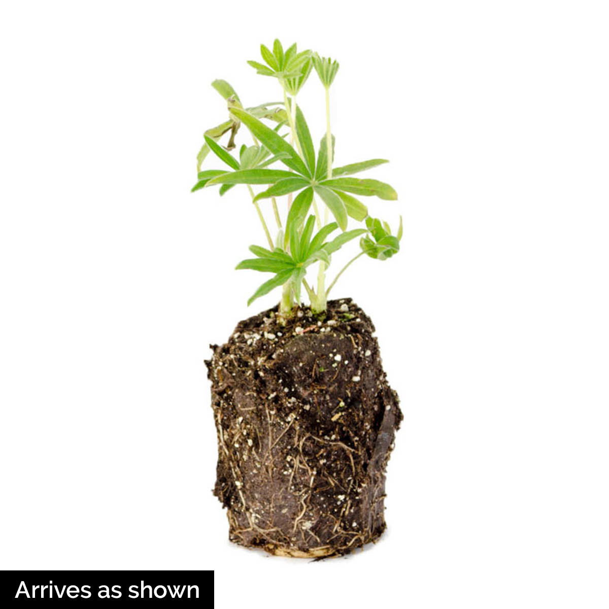 Spring Hill Nurseries 90166 perennials - View #4