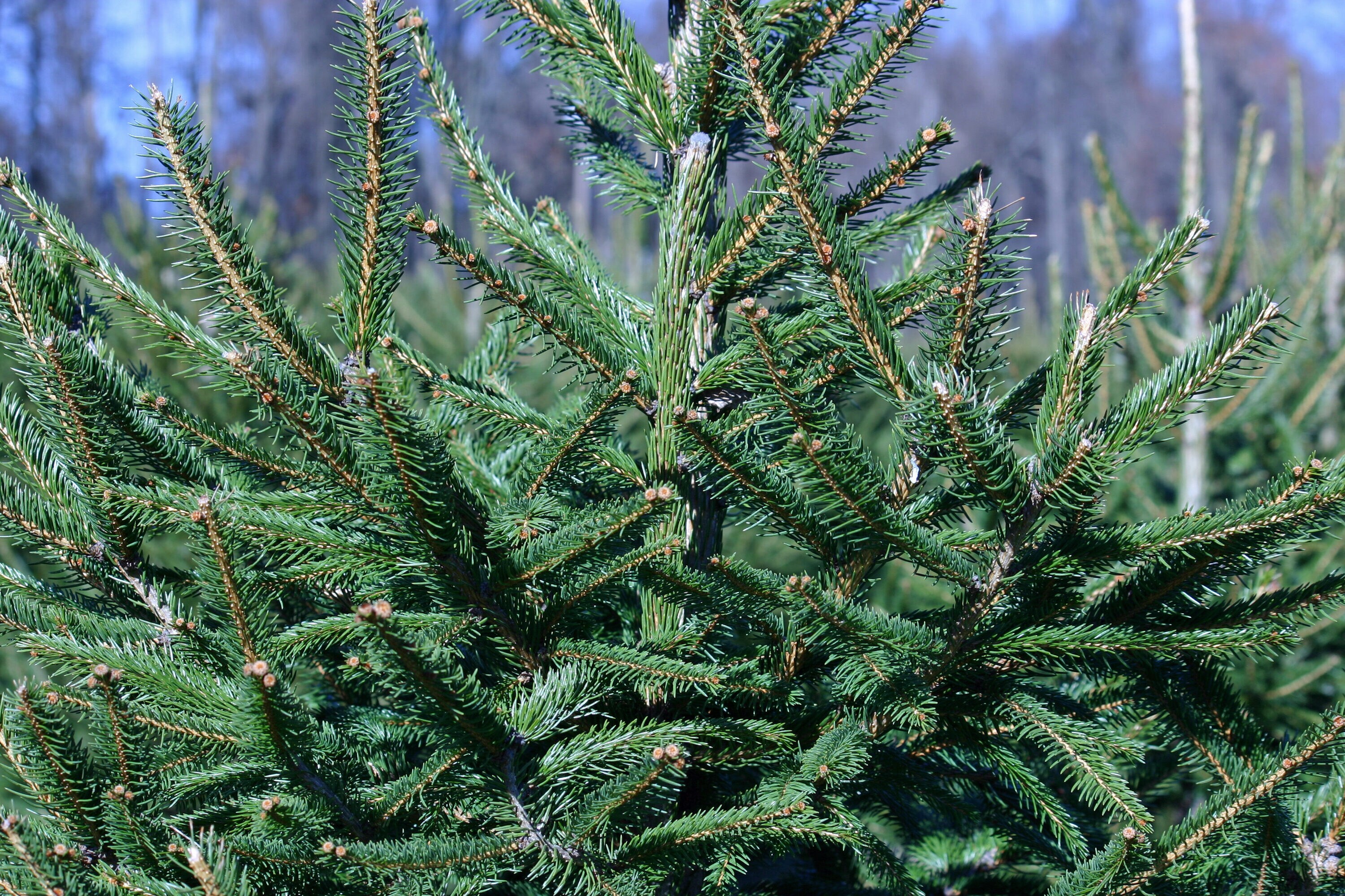 National Plant Network 2 4 Ft X 1 5 Ft Fresh Cut Spruce Real Christmas Tree In The Fresh