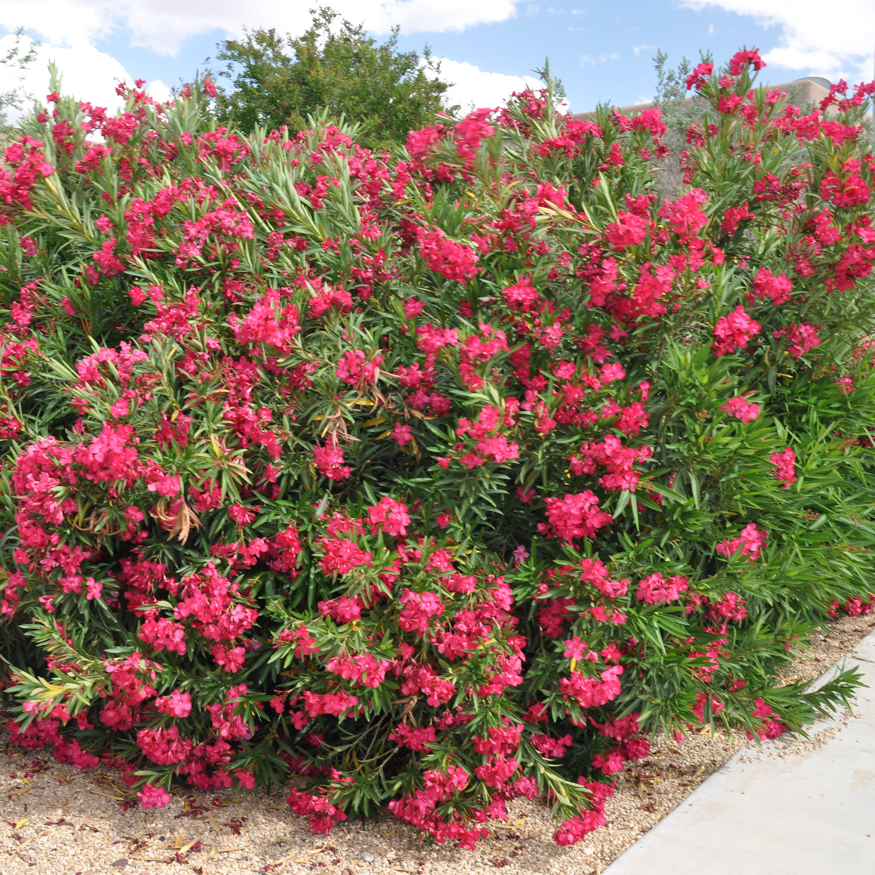 Proven Winners NERPRC1007800 shrubs - View #2