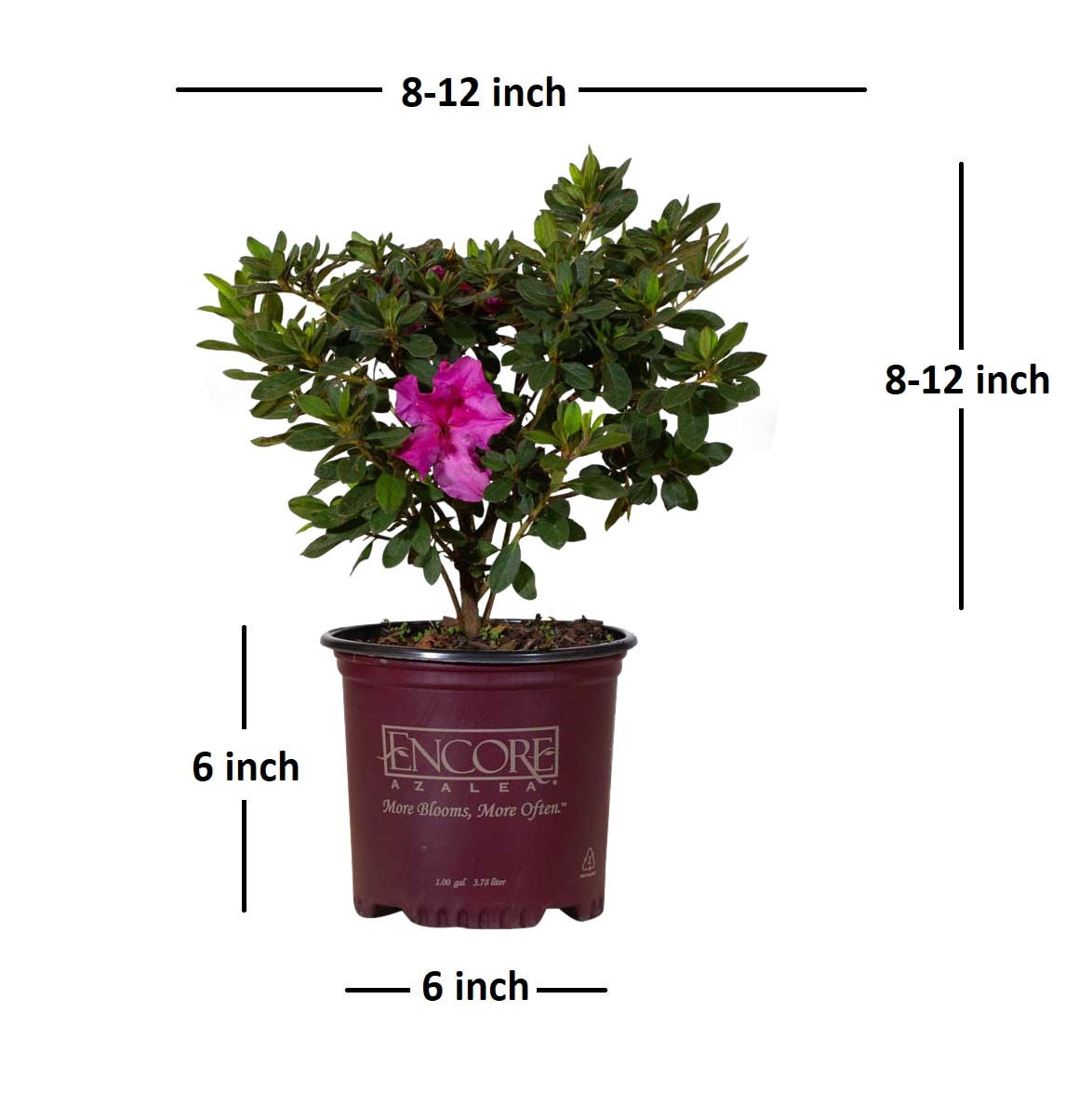 Encore Azalea 80551 shrubs - View #2